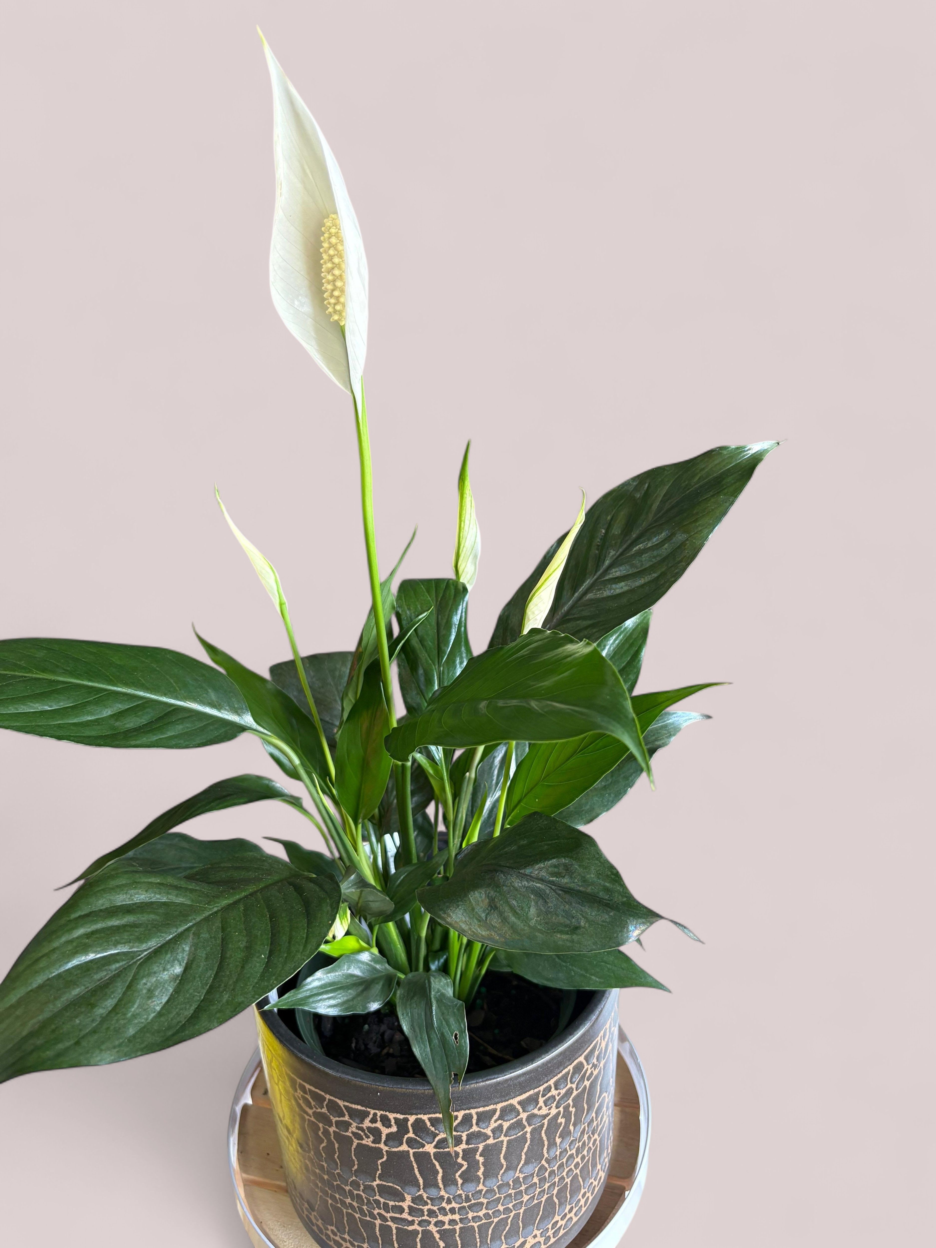 Peace Lily - Sunflowers, snapdragon, daisies, and fillers. 