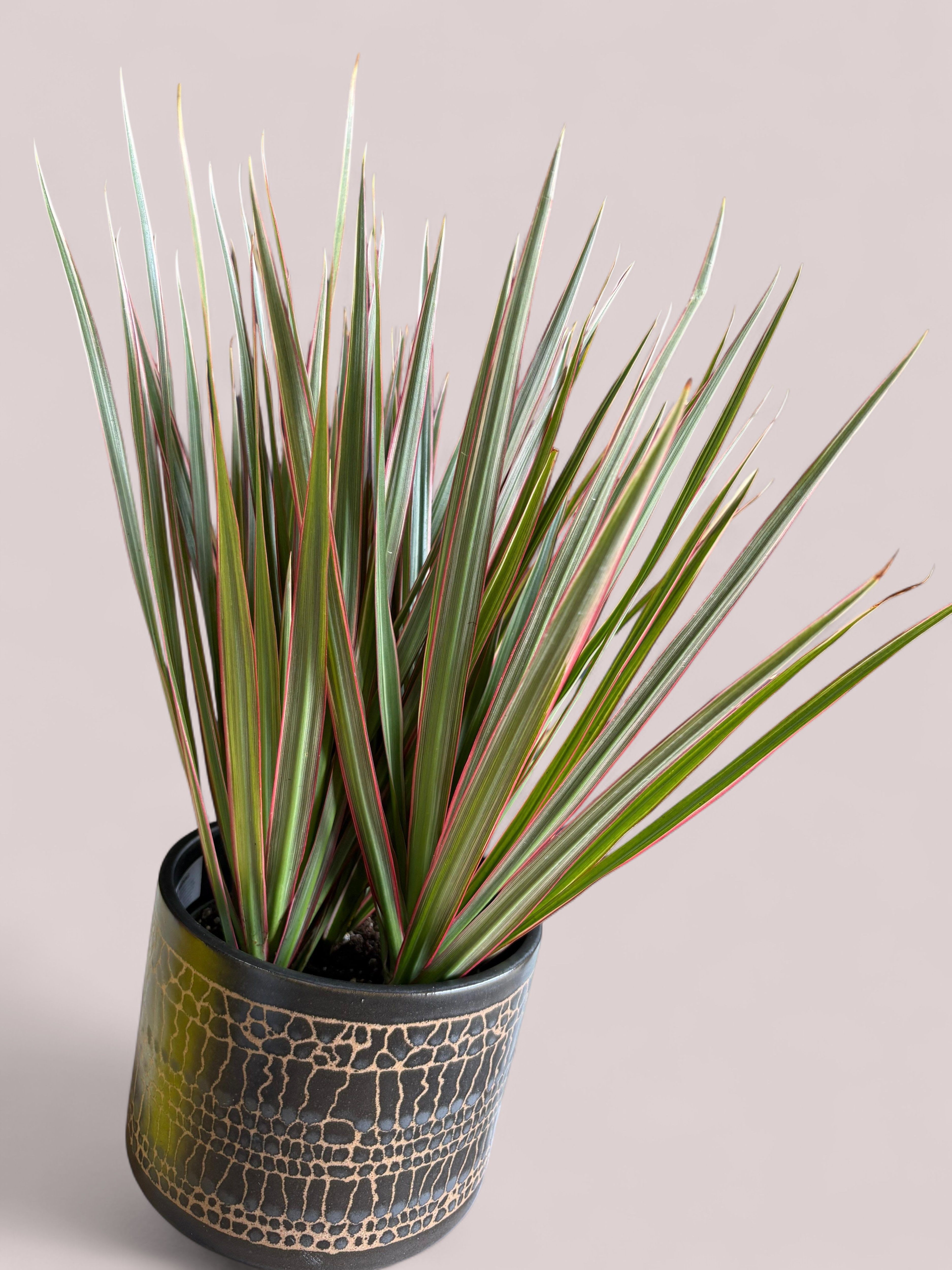 Dracaena - 6" Dracaena Plant in a beautiful ceramic pot.