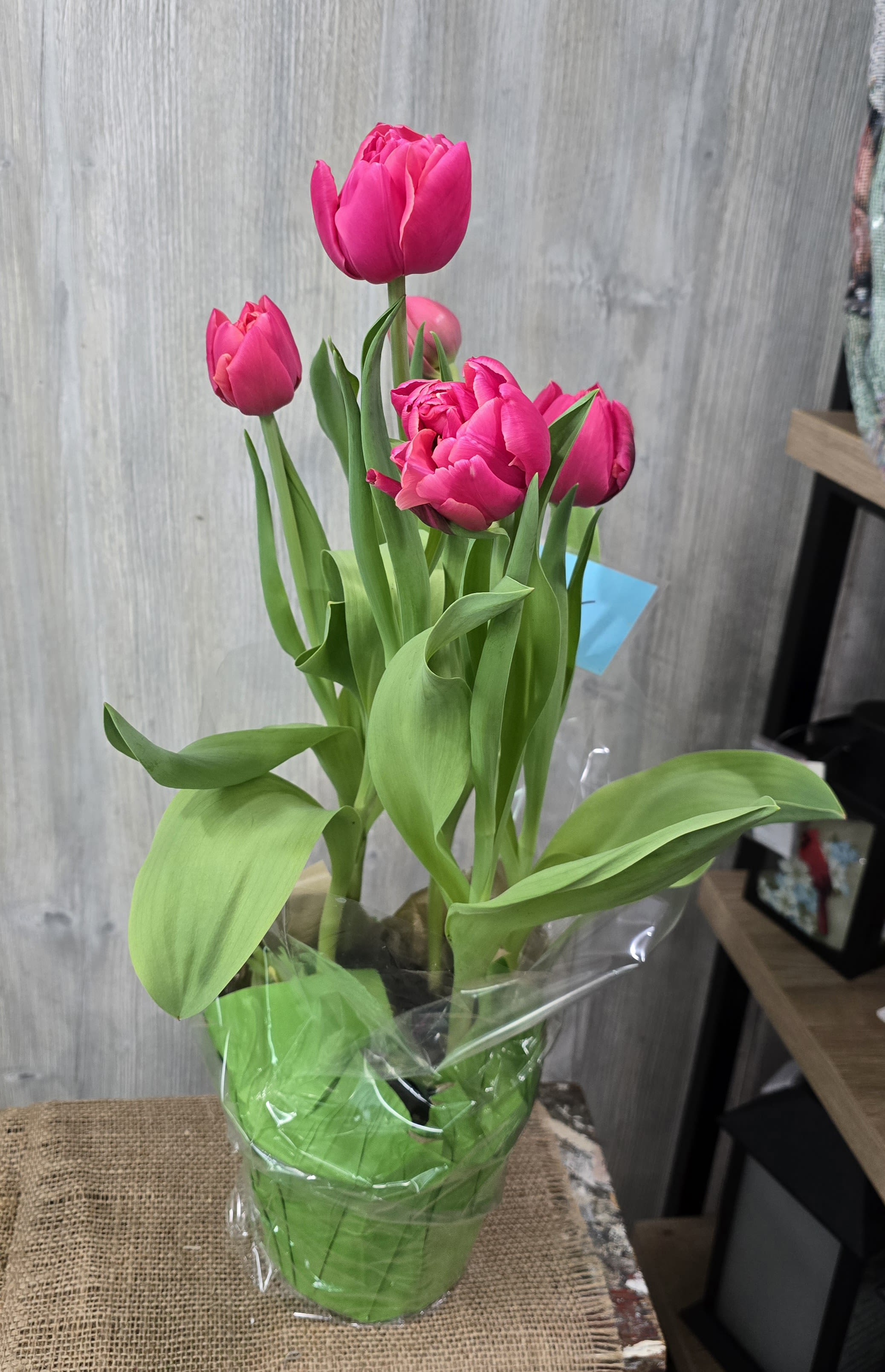 Tulips - 6" Potted Tulips  Available in coral pink color 