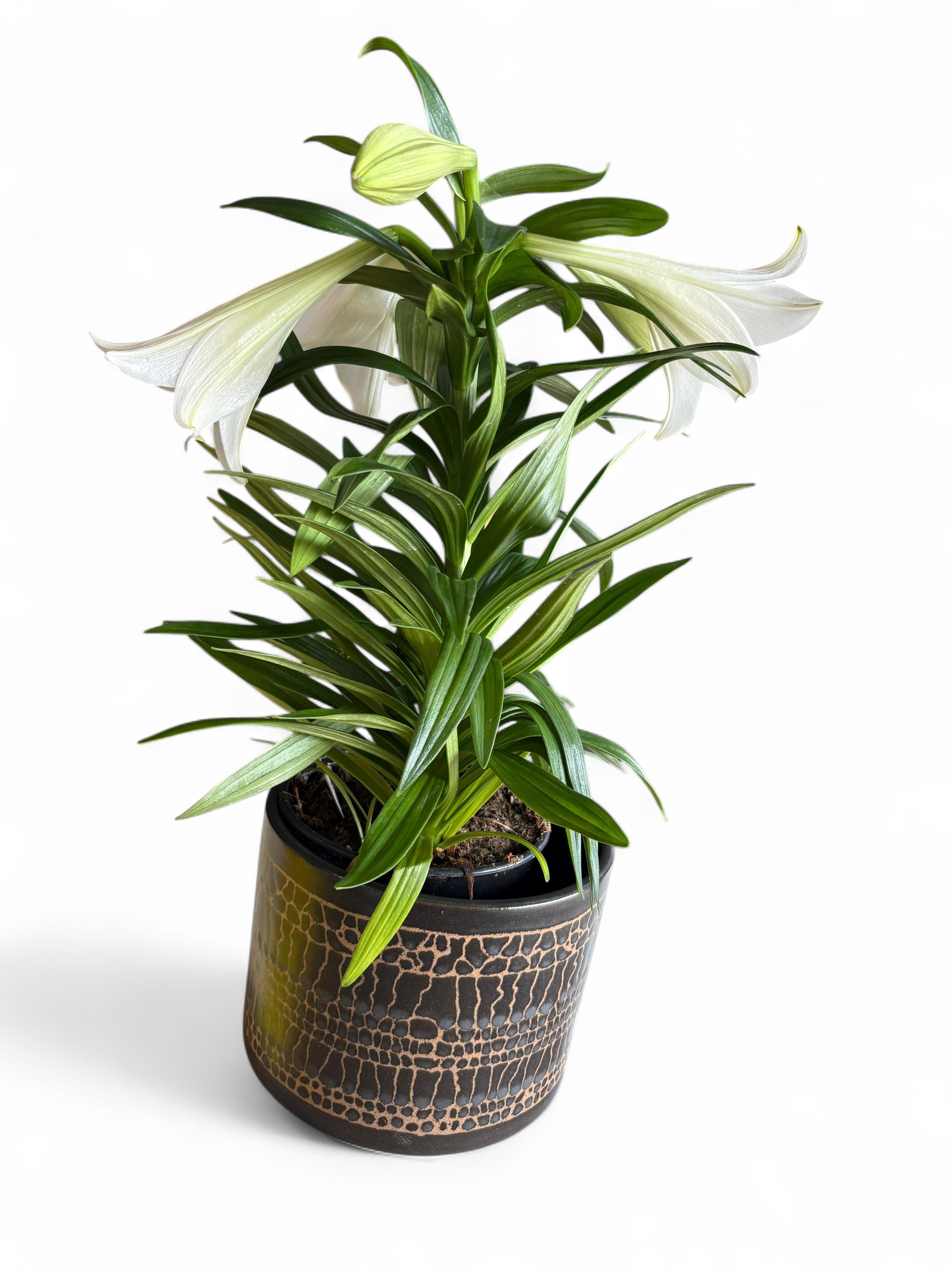 Easter Lily  - Easter Lily