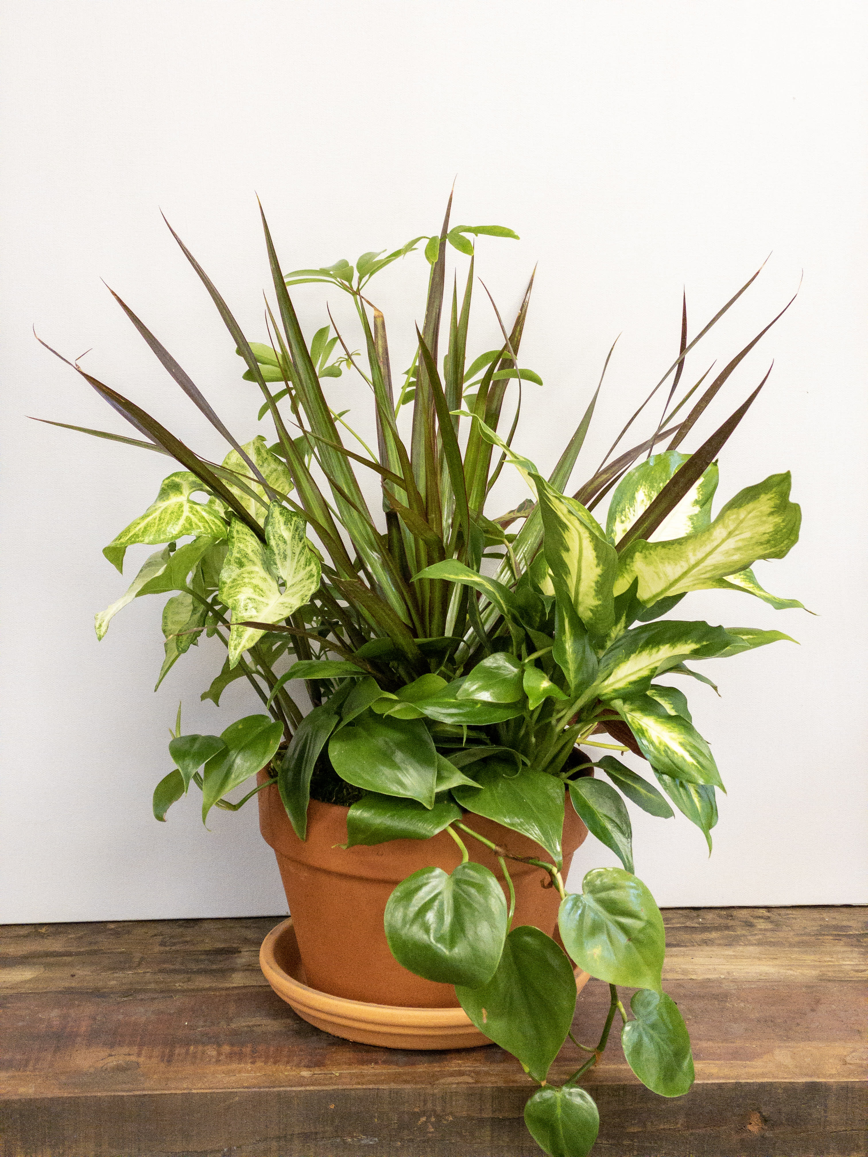 Mixed potted houseplants in a terracotta pot with saucer on a wooden surface.