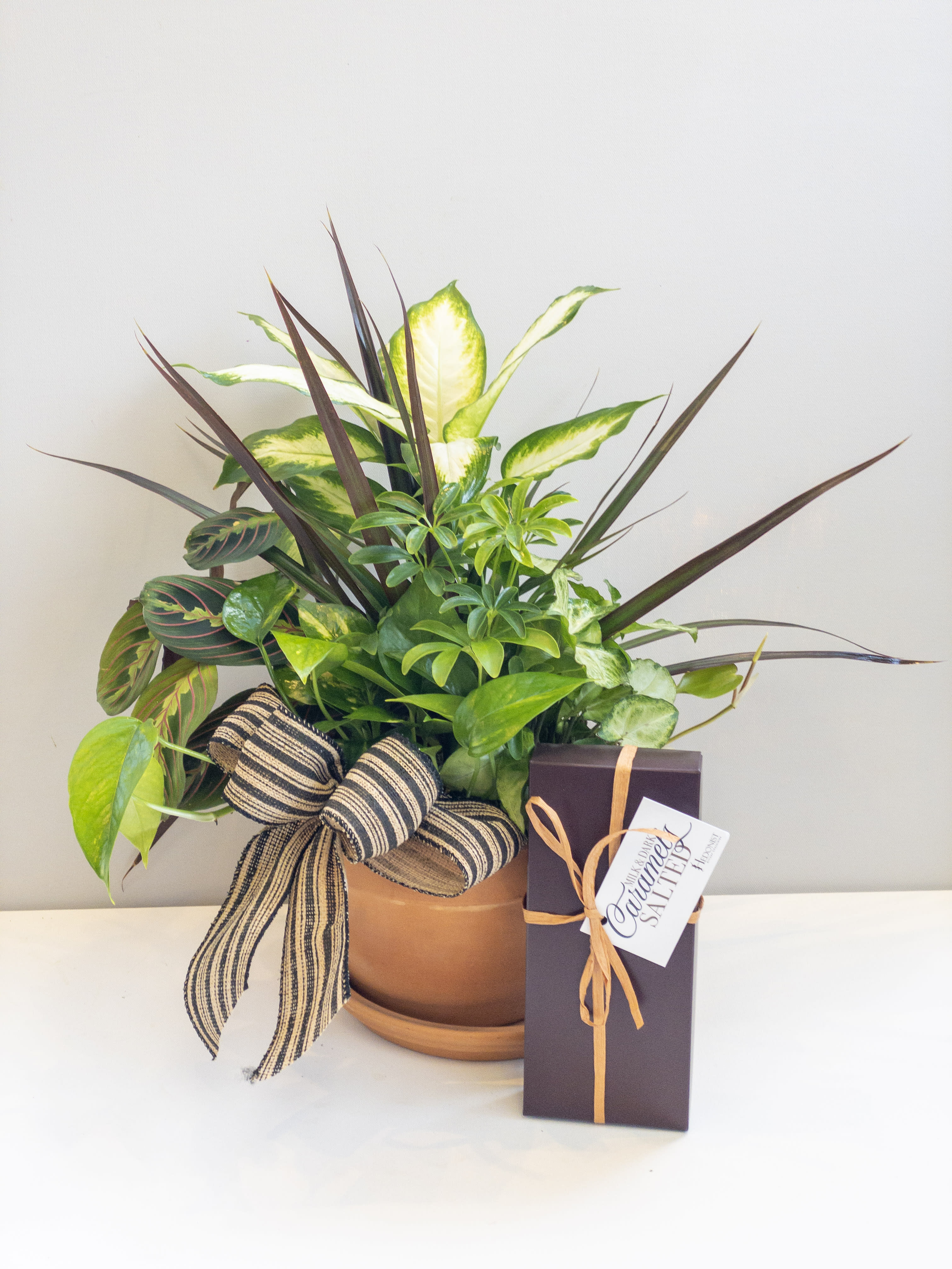Potted mixed green houseplant arrangement with striped bow and a boxed gift beside it.