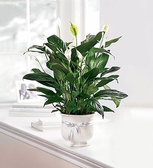 Potted peace lily with white blooms in a white container tied with a silver ribbon