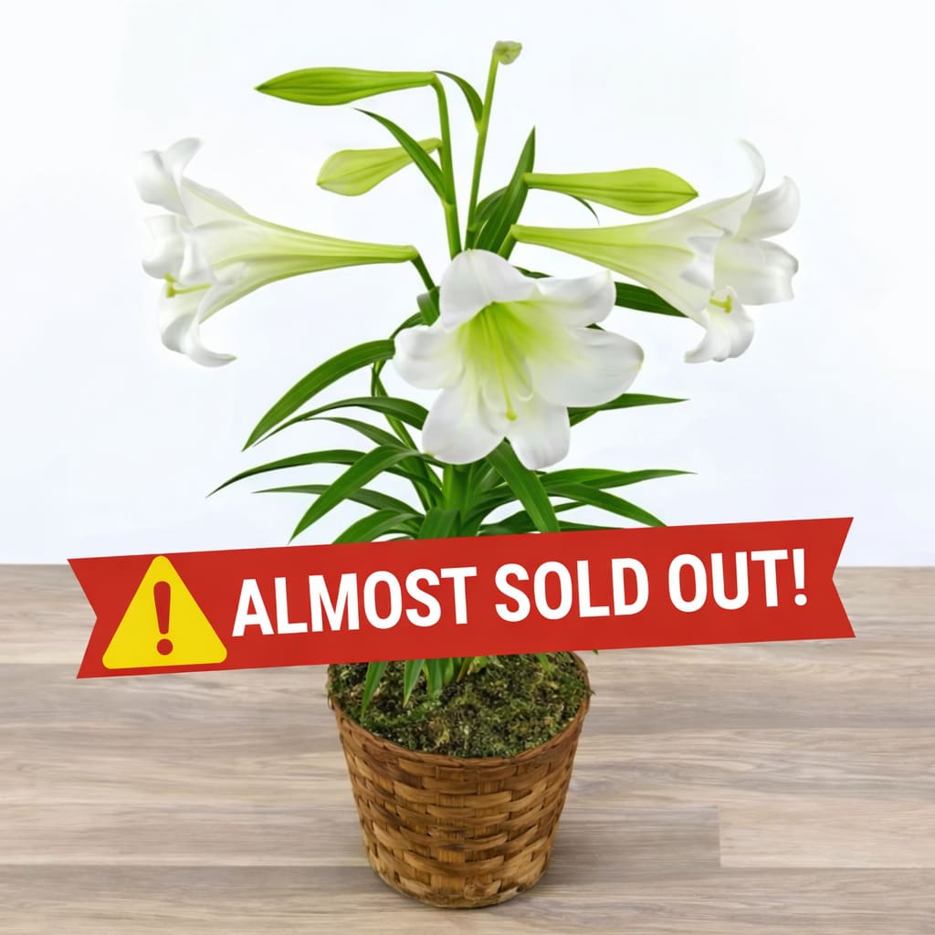 Easter Lily Plant  - The lilies are running small this year due to flooding on the farms. The magnificent white lily known as the Easter Lily has long stood as a symbol of purity, hope, innocence and peace. Also called the Bermuda lily, the Trumpet lily, and Jacob's Tears, the Easter lily is a biblical flower commonly associated with the resurrection of Christ. 