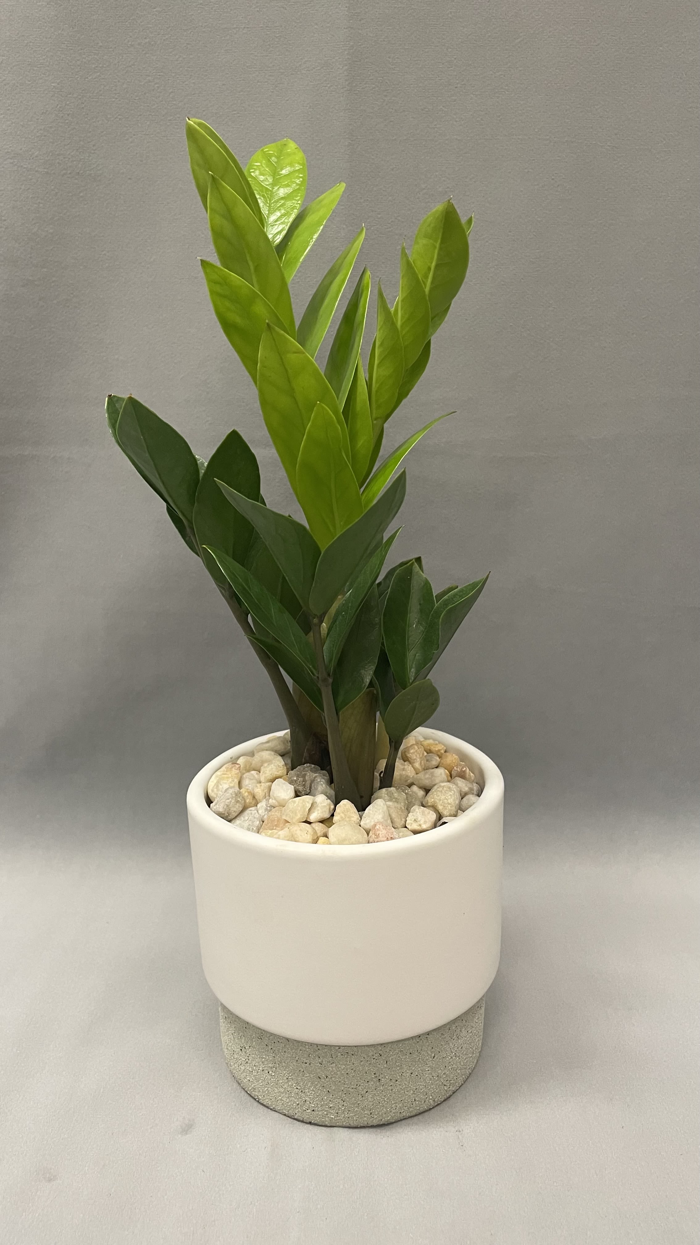 Small green houseplant in a white pot filled with pebbles