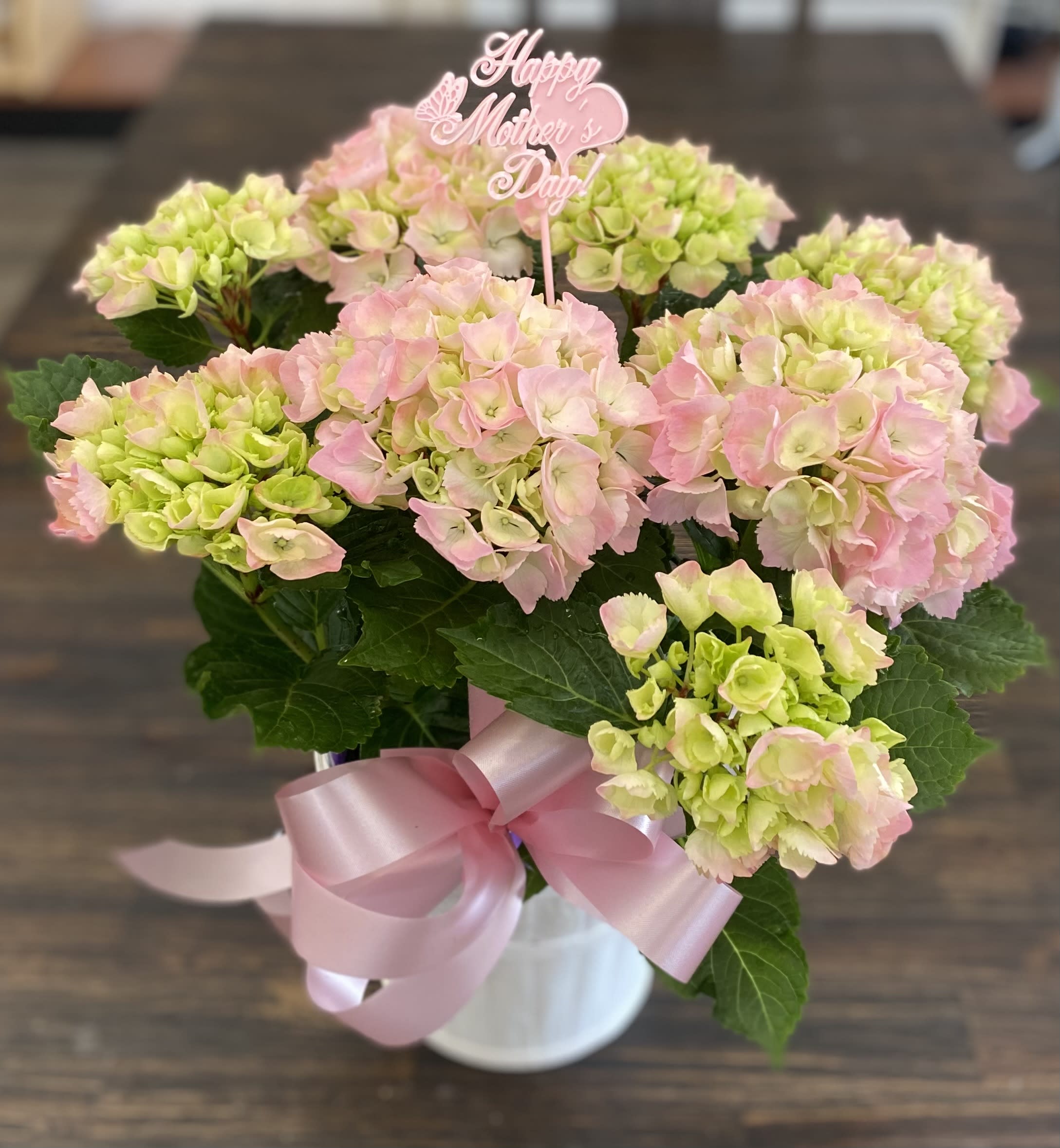 Hydrangea Plant - Beautiful hydrangea plant. (Color may vary)