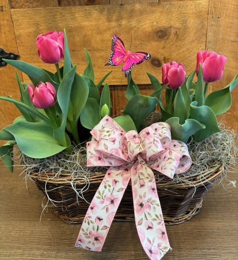 Spring Tulip Plant - Nothing say Easter like a blooming tulip plant!