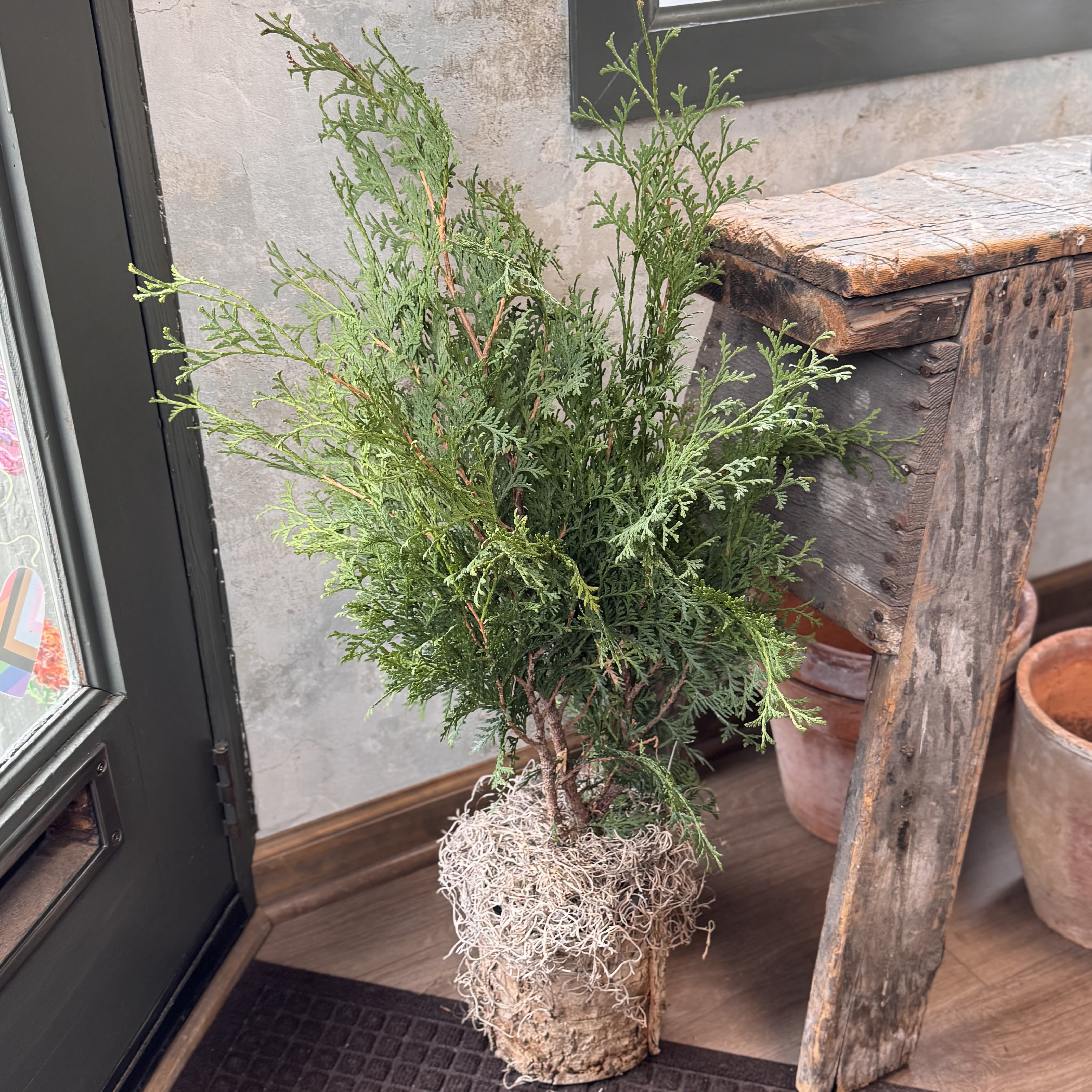 Mini Living Tree - Give a gift that keeps growing with our living Mini Thuja Trees! A thoughtful alternative to fresh cut flowers. Each one is a young Emerald Green thuja, a lush, vibrant evergreen grown with care on a local organic farm. It arrives nestled in a rustic natural bark container, topped with soft moss for a simple, natural finish.  Standing at approximately 30 inches tall, these trees make a meaningful gift for any occasion: housewarmings, birthdays, condolences, or just because. And the best part? They can be planted outdoors and will continue to grow into a full, beautiful evergreen over time, becoming a lasting reminder of your gesture.  Available for pickup or delivery.