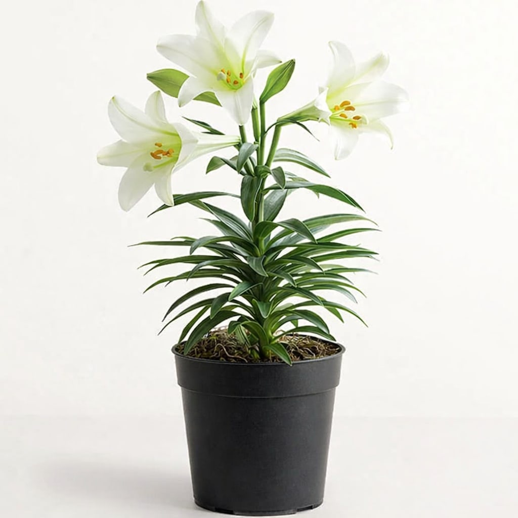 Graceful Easter Lily Plant - Celebrate the season of renewal with our elegant Easter Lily (Lilium longiflorum). Known for its pure white, trumpet-shaped blooms and gentle fragrance, this classic plant symbolizes new beginnings, hope, and purity.  Traditionally gifted during Easter, the Easter lily represents rebirth and fresh starts, making it a meaningful choice for loved ones, home décor, or remembrance. Beautifully presented in a modern planter, it brings a serene and uplifting touch to any space.  Perfect for:  Easter gifts Home decoration Sympathy &amp; thoughtful gestures  A timeless plant that continues to grow and bloom beyond the season—just like the message it carries.