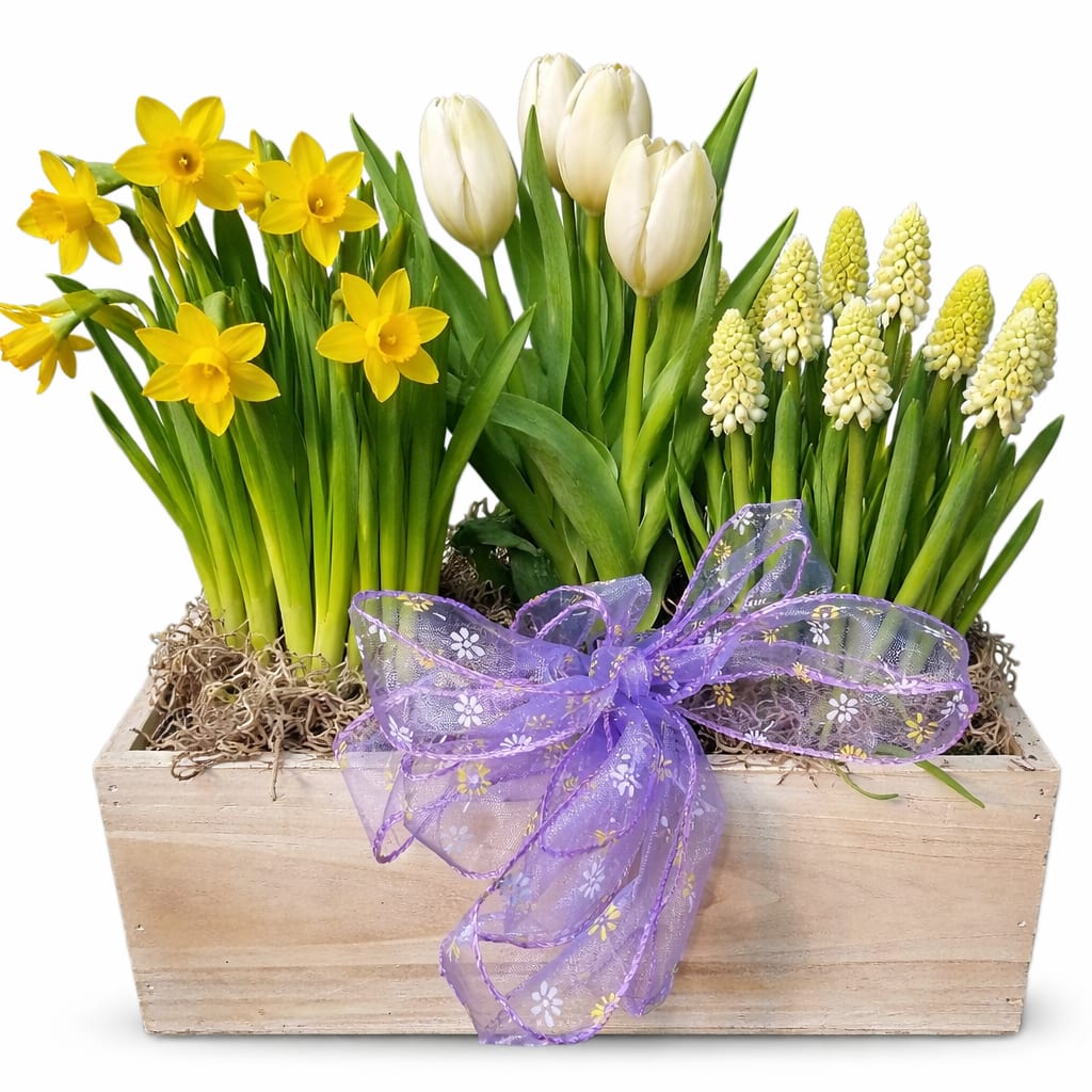Blooming Bulb Planter Box - Bulb flowers arranged inn a wooden box, can be planted outside