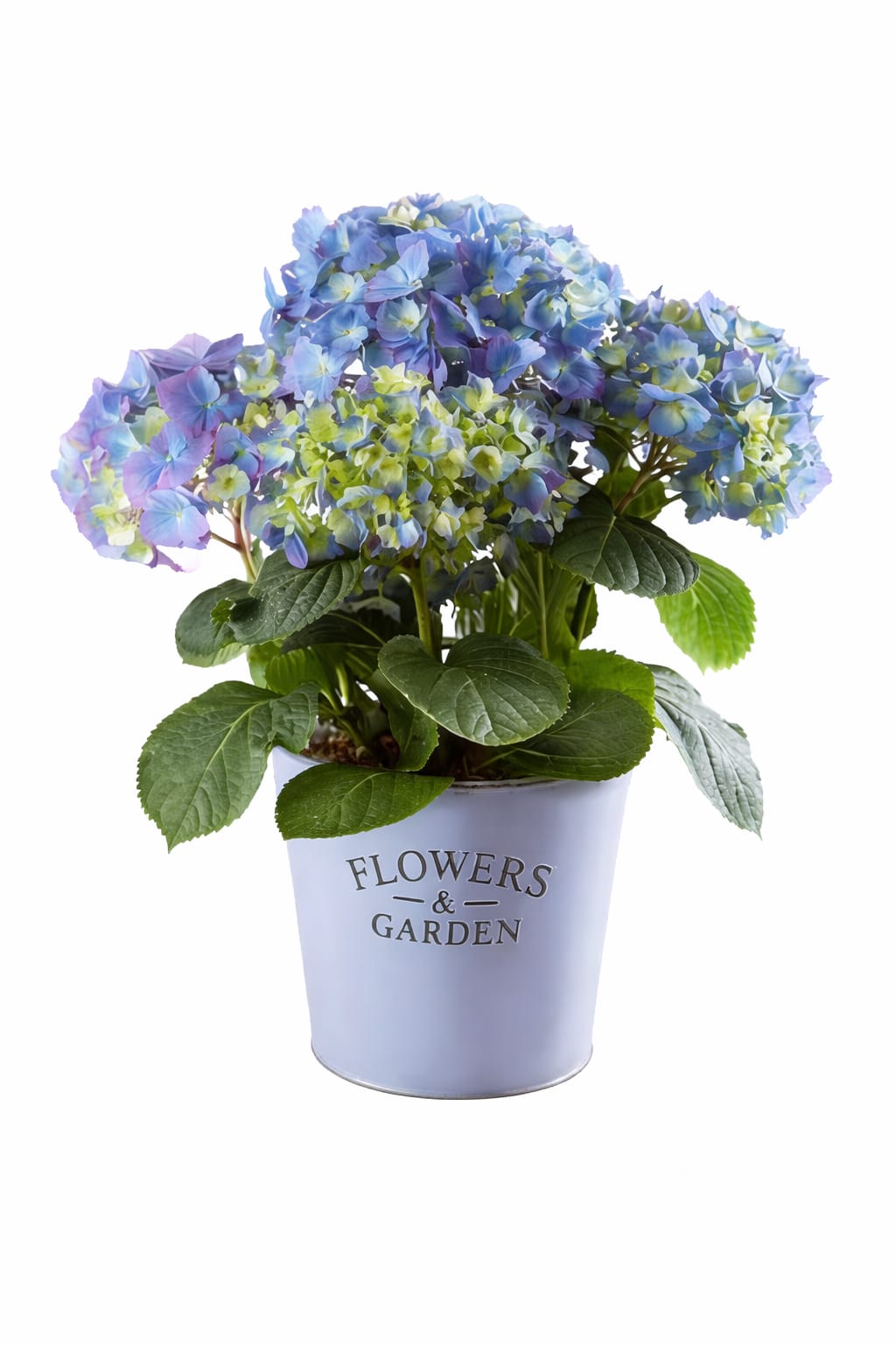Potted Blue Hydrangea - Beautiful Potted Blue Hydrangea, Perfect for Mom for indoors or plant outside