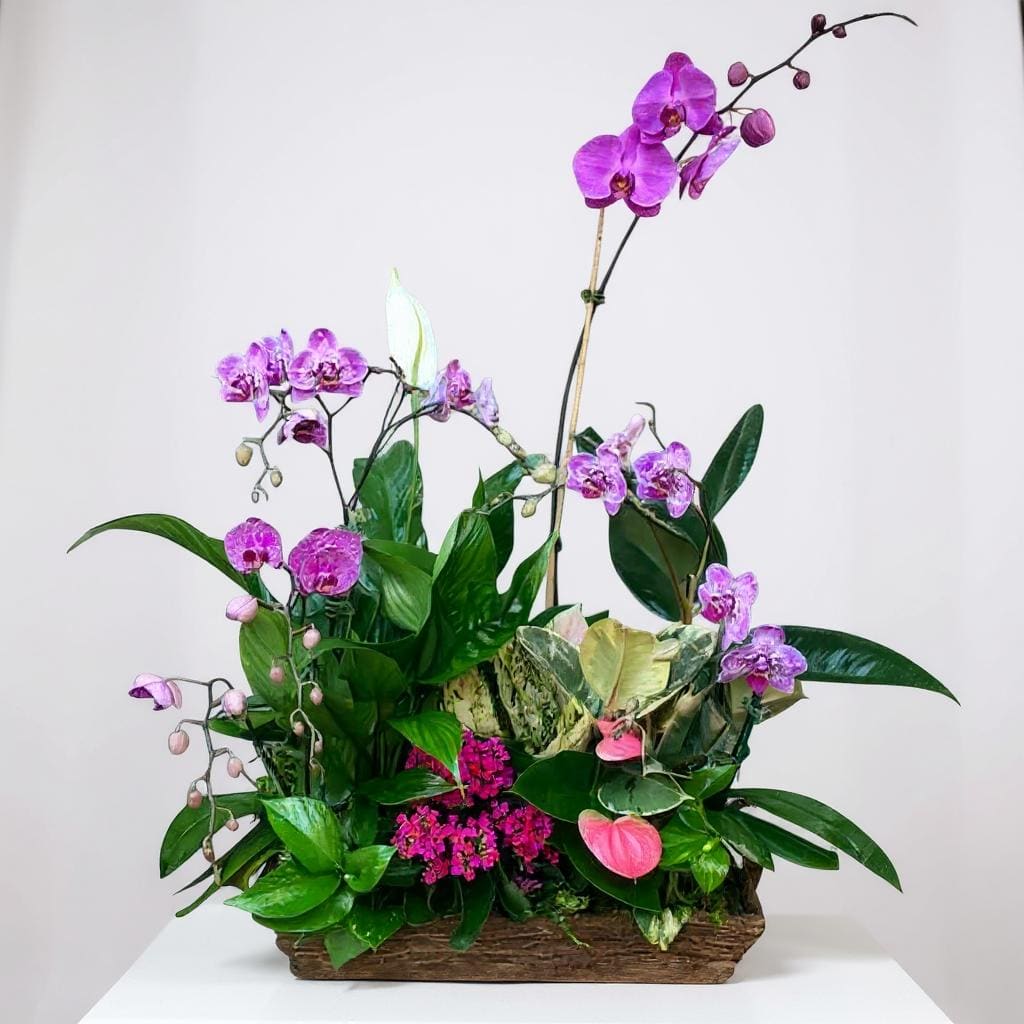 ALL BLOOMING THINGS - A captivating arrangement of lush green and blooming plants nestled in a decorative basket, creating a harmonious blend of nature's finest elements. This beautiful composition features vibrant foliage complemented by seasonal flowering plants, offering a delightful pop of color. At the centerpiece, graceful potted orchids stand tall with their exquisite blooms, showcasing their timeless elegance and delicate charm. Assortment may vary depending on what we choose at the nursery. Please note any color preferences - white, yellow, lavenders and we'll do our best. 