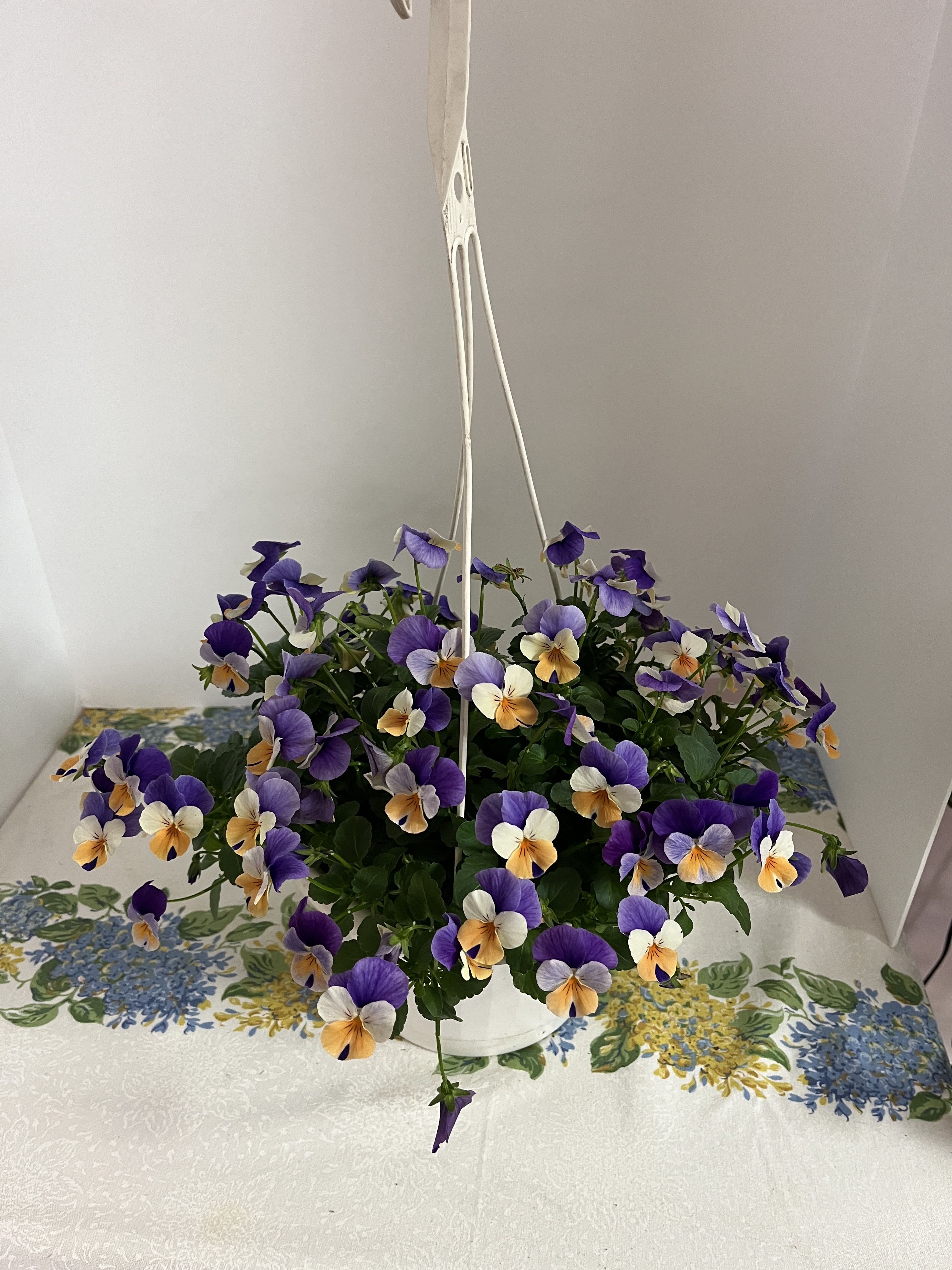 7" Pansy Hanging Basket - 7" Pansy Hanging Basket.