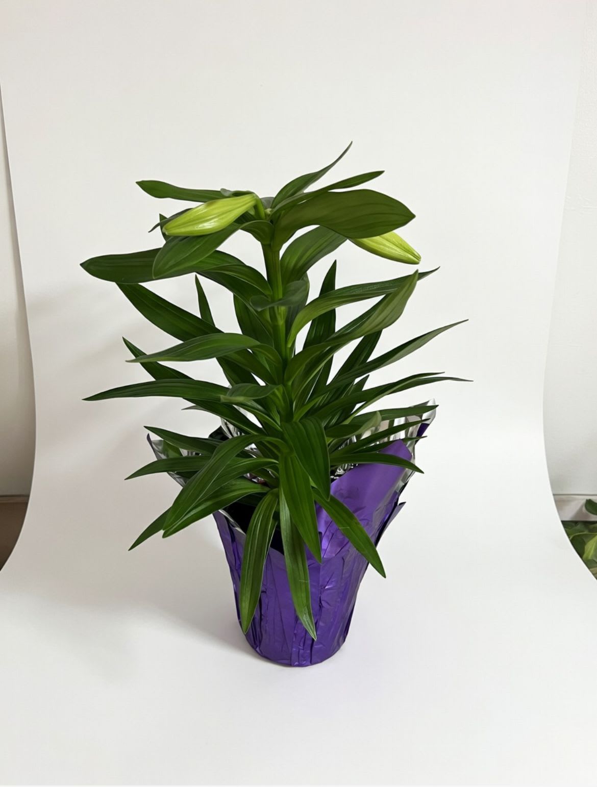 6" Easter Lily - Easter Lily in 6" container ready to bloom.