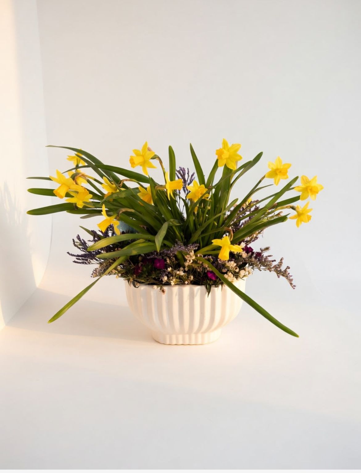 Signature Daffodil Dish garden - This Dish Garden allows daffodils to be the star of the show. The arrangement features an oval-shaped white ceramic base crowned with premium filler to highlight the bulbs. You can even save the daffodil bulbs for beautiful flowers next year!
