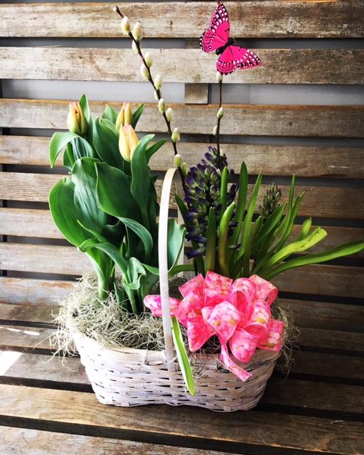DEAL OF THE DAY! BLOOMING SPRING BASKET  -   BROWN OR WHITE PEANUT BASKET WITH 2   6 IN BLOOMING TULIPS AND/ OR HYACINTH PLANTS AND BOW TO MATCH . BASKET DOES NOT HAVE A HANDLE. 
