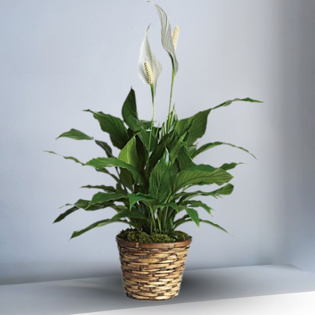 Potted peace lily plant with white blooms in a woven basket container