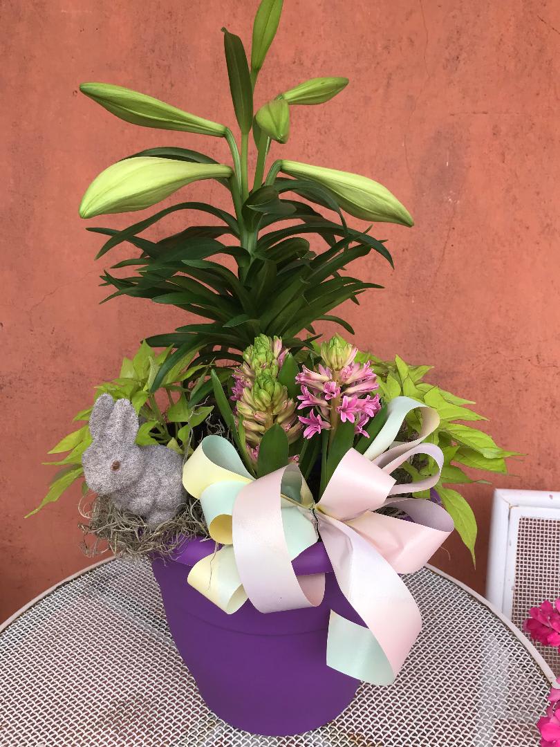 Easter Lily Combo - Enjoy a Beautiful Easter Lily along a fragrant Hyacinth bulb plant and lime green potato vine plants, spring ribbon and bunny pic included