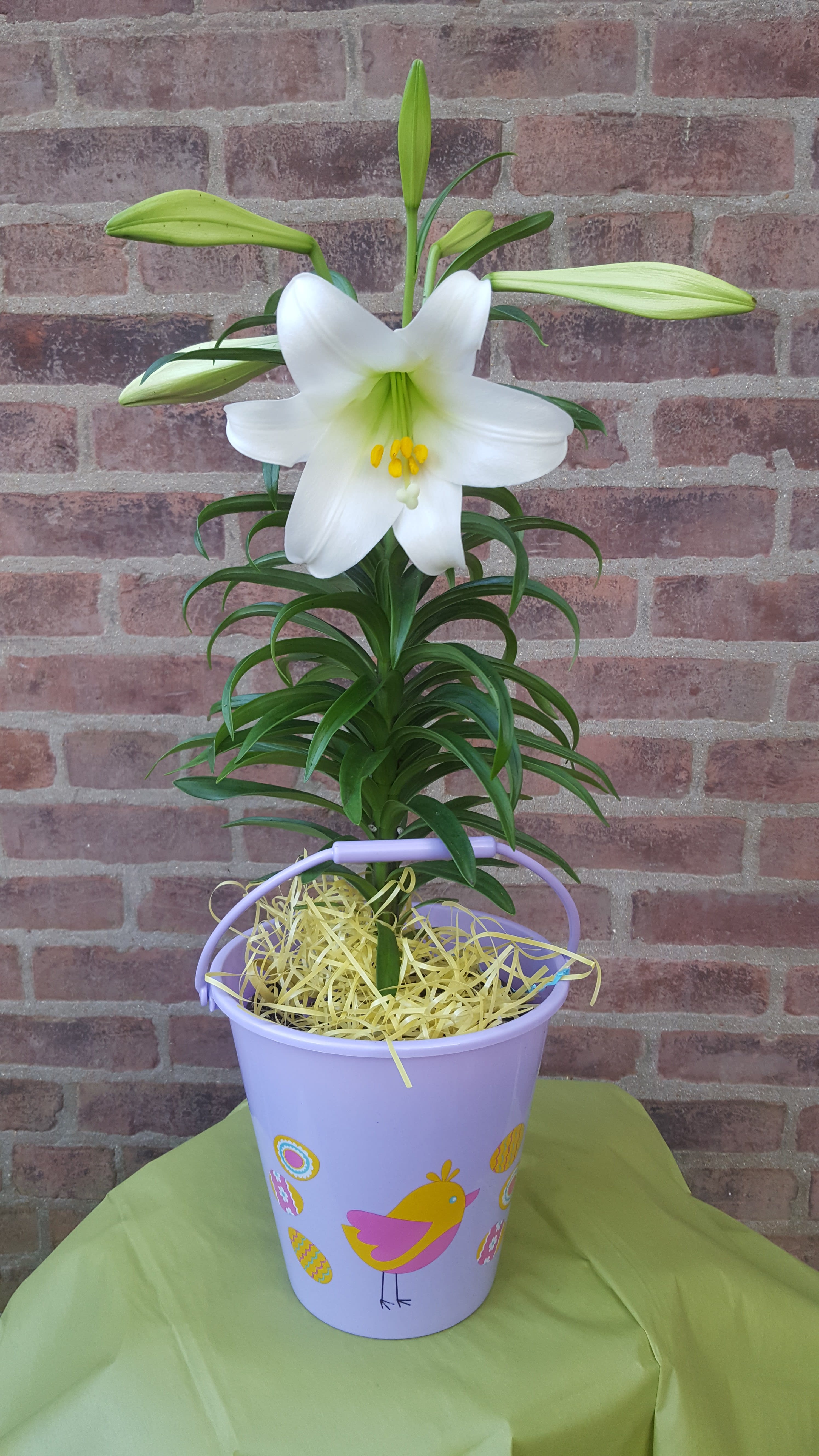 Easter Lily - Send someone you love a happy fragrant Easter Lily for Spring! The bulb can be planted in the garden after enjoying for weeks indoor. Container can be fun Easter Pail or Simple Basket.