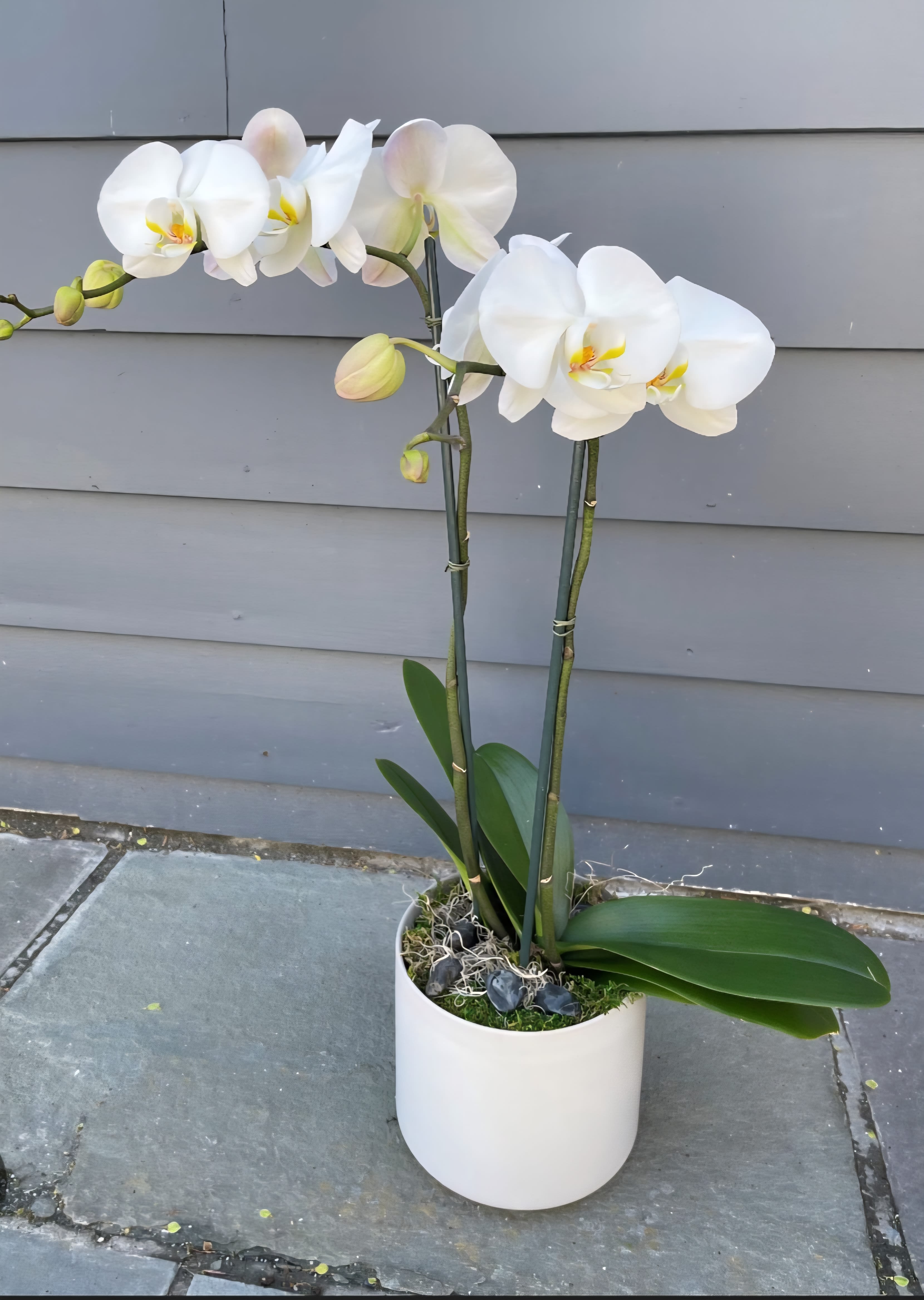 Potted white phalaenopsis orchid with two tall flowering stems in a white cylinder pot.