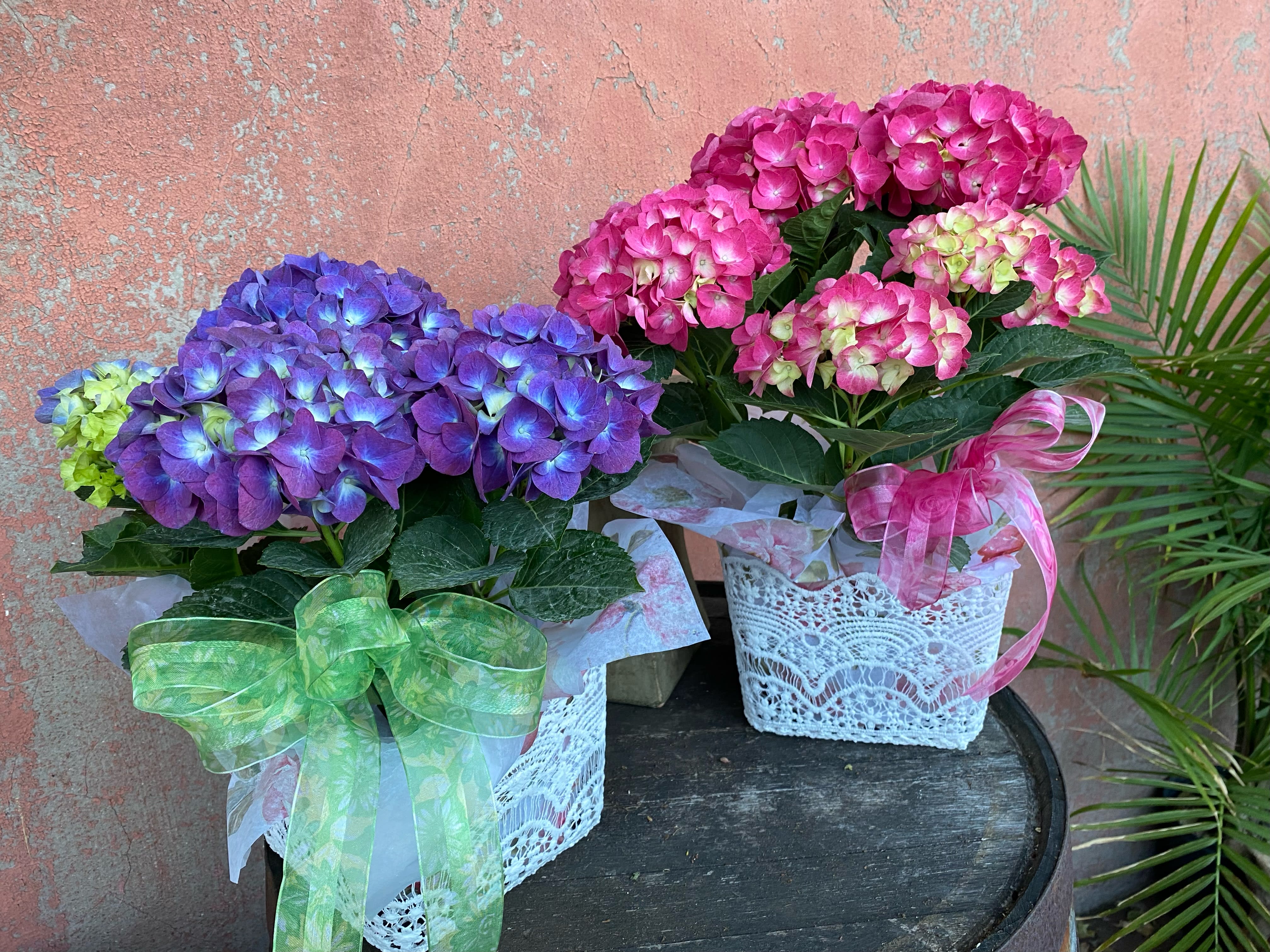 Hydrangea Blooming Plant - Everyone loves the beautiful Hydrangea, available in pink or blue or white.  This is a very thirsty plant and can be planted outside in the yard after bloom time.