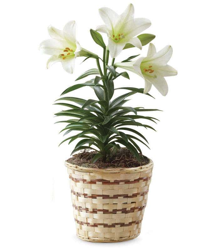 Easter Lily 6in basket - Nothing says spring like an Easter lilies!  We top off each one of our plants with a colorful Easter  bow to show some holiday cheer. Get your while supplies last! 