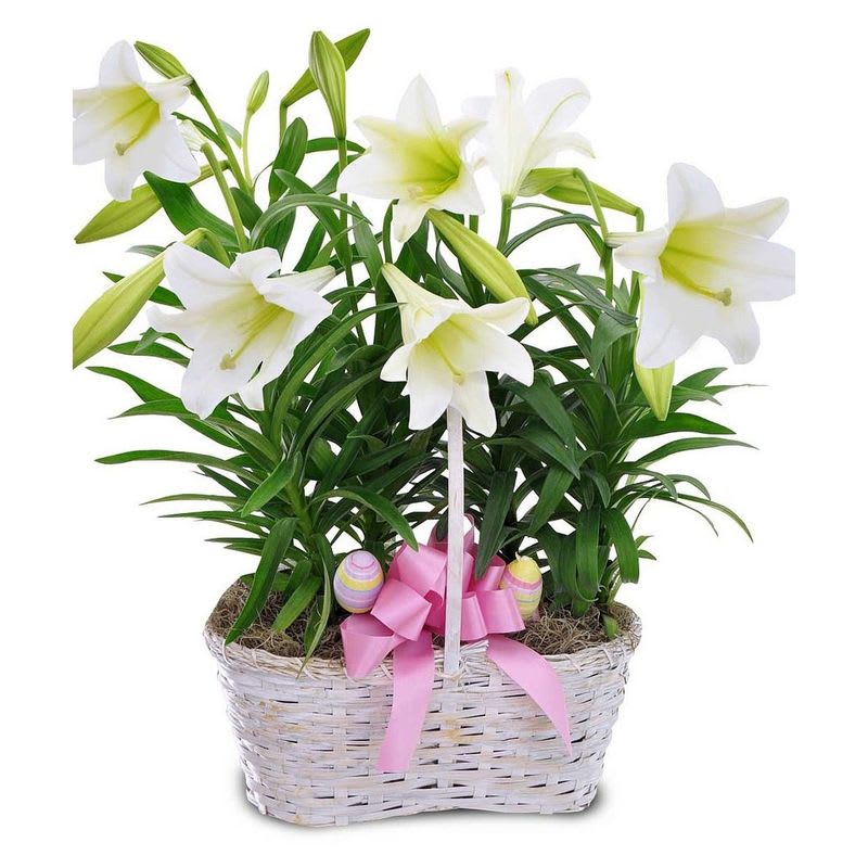 Easter Lily Peanut Basket - Two beautiful Easter lily's places together in a peanut basket and topped off with a colorful bow. Make sure to grab one of these beauties while supplies last!