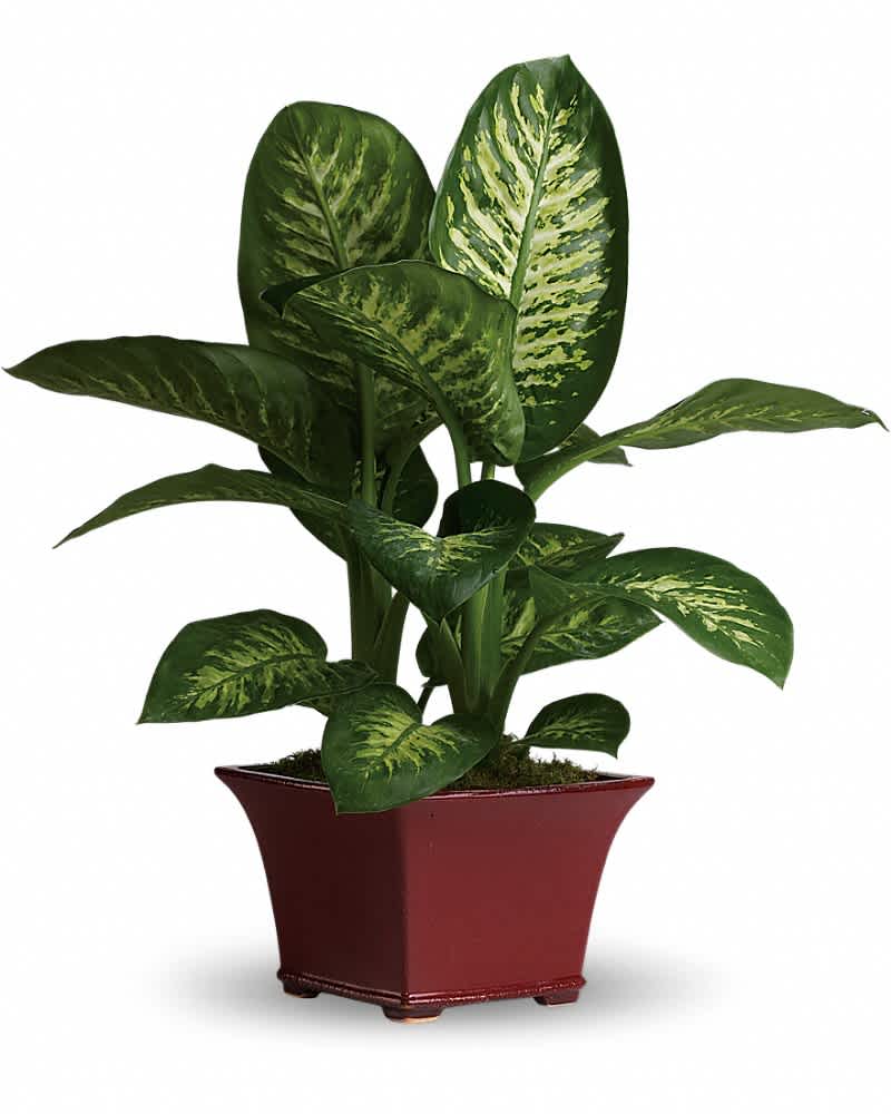 Green variegated houseplant in a low red ceramic pot
