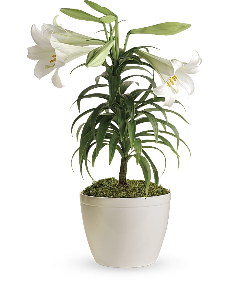 Potted white lily plant with open blooms and buds in a white container.
