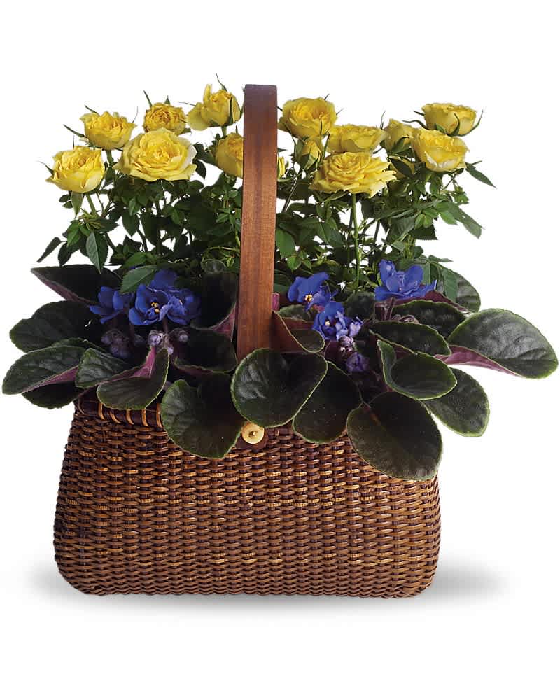 Yellow rose plant and purple flowering plant in a brown wicker basket with handle