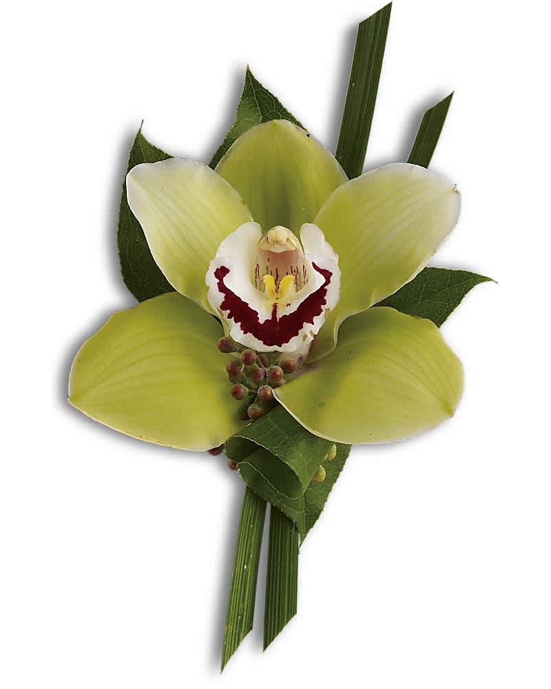 Green cymbidium orchid boutonniere accented with linear grass and small berry clusters.