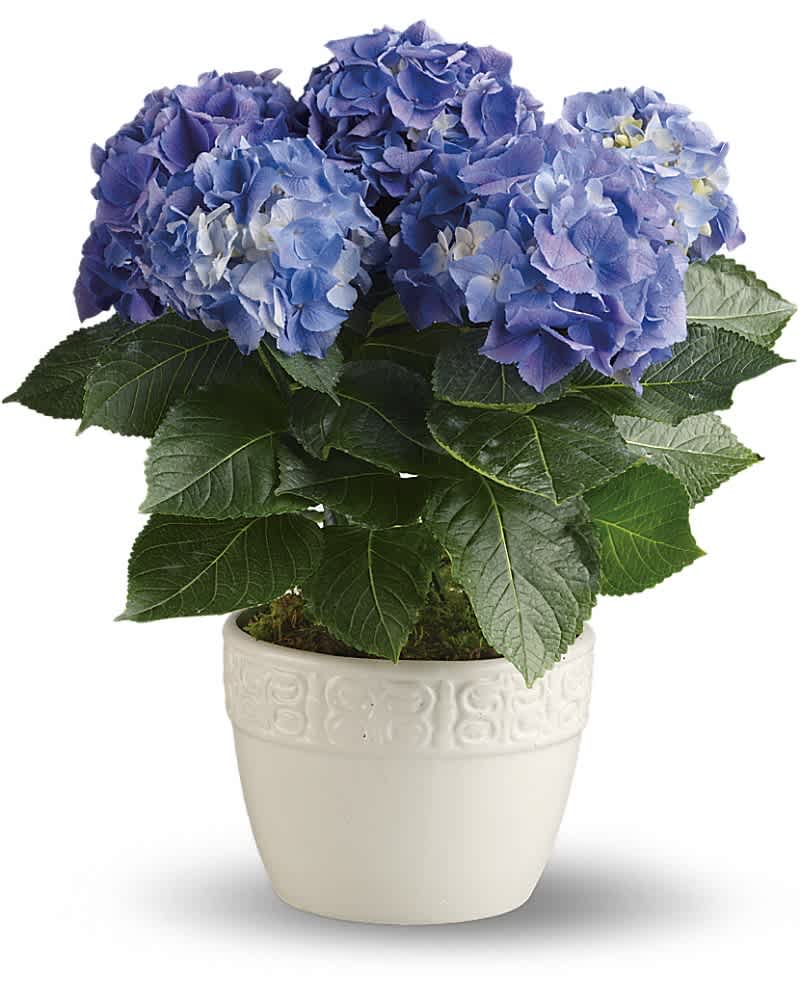 Potted blue and purple hydrangea plant with large blooms in a white ceramic pot