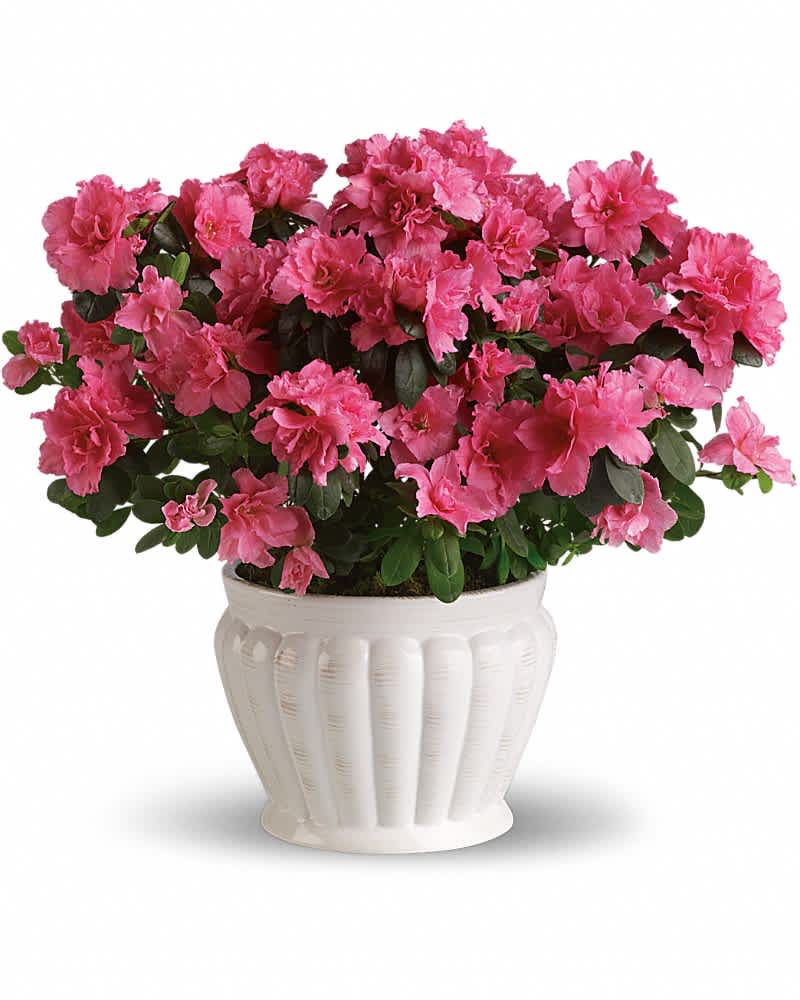 Potted plant with abundant bright pink blooms in a white ceramic pot