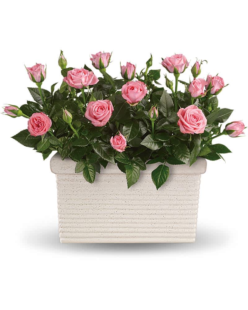 Potted pink rose plant in a rectangular white planter