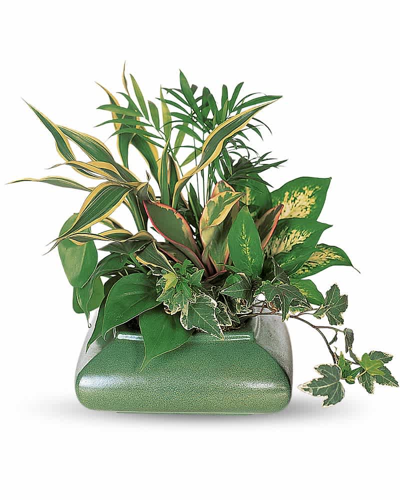 Assorted green houseplants arranged in a low square green ceramic planter.