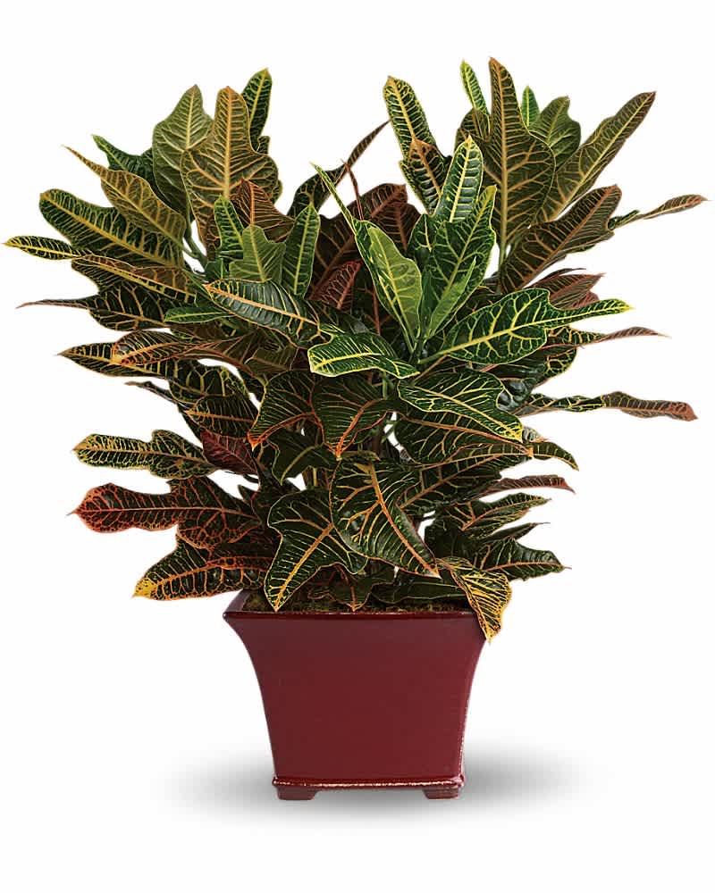 Colorful croton houseplant with variegated leaves in a square red ceramic pot