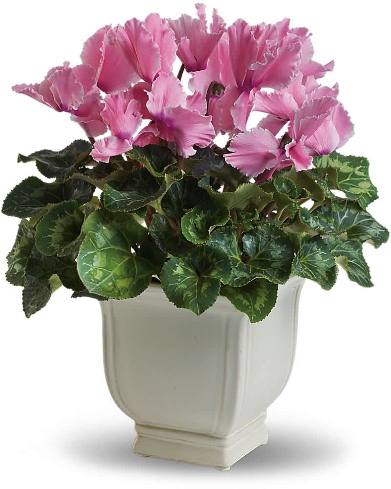 Pink flowering plant with variegated foliage in a square ivory ceramic pot