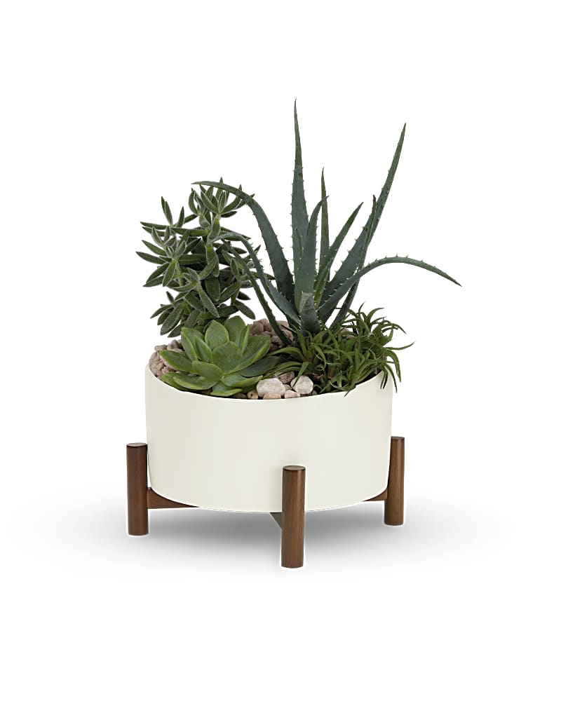 Assorted green succulents in a low white round planter on a wooden stand