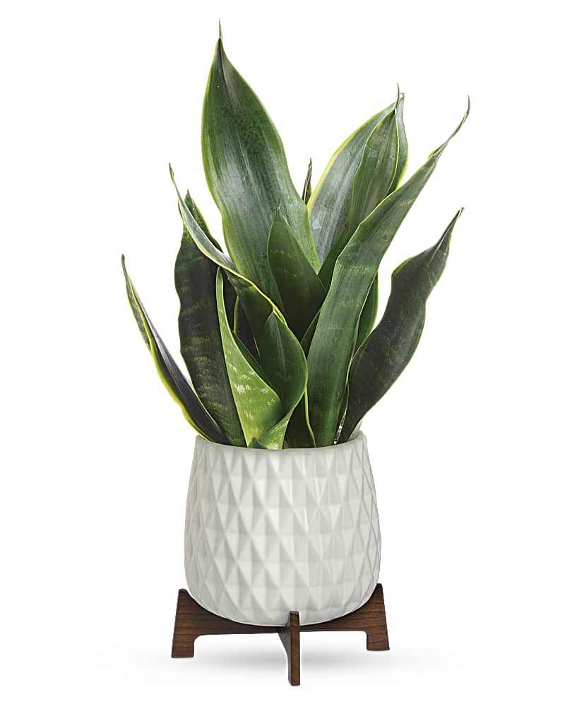 Potted snake plant with tall green leaves in a white textured ceramic pot on a wooden stand