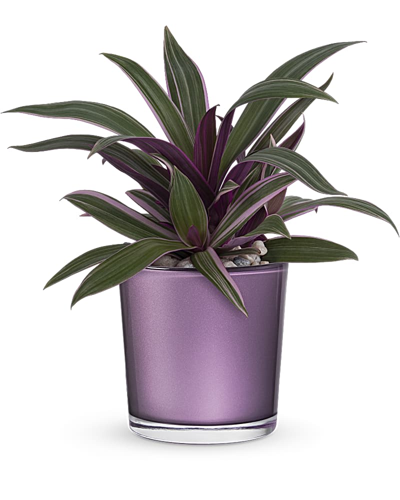 Potted plant with green and purple striped leaves in a shiny purple pot with pebbles on top.