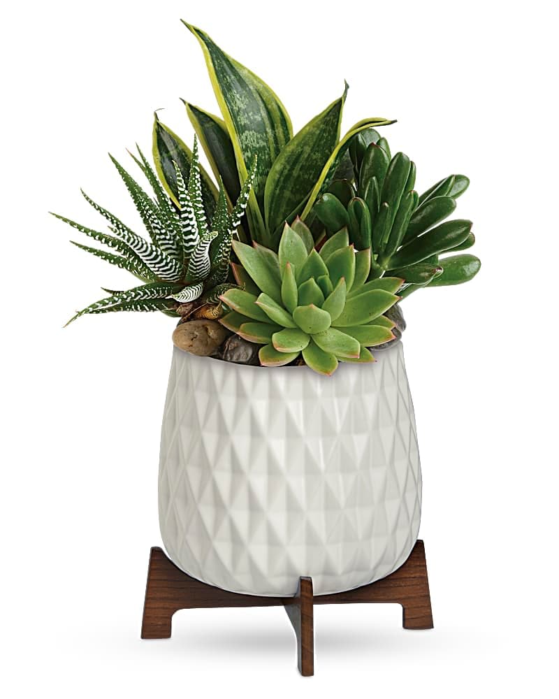 Mixed succulents and upright plants in a white textured pot on a wooden stand