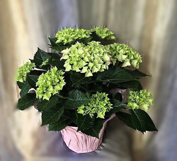 Spring Hydrangea - Flower a Day - 6" potted hydrangea with decorative cover and coordinating bow will be added - vibrant blooms perfect for gifting.