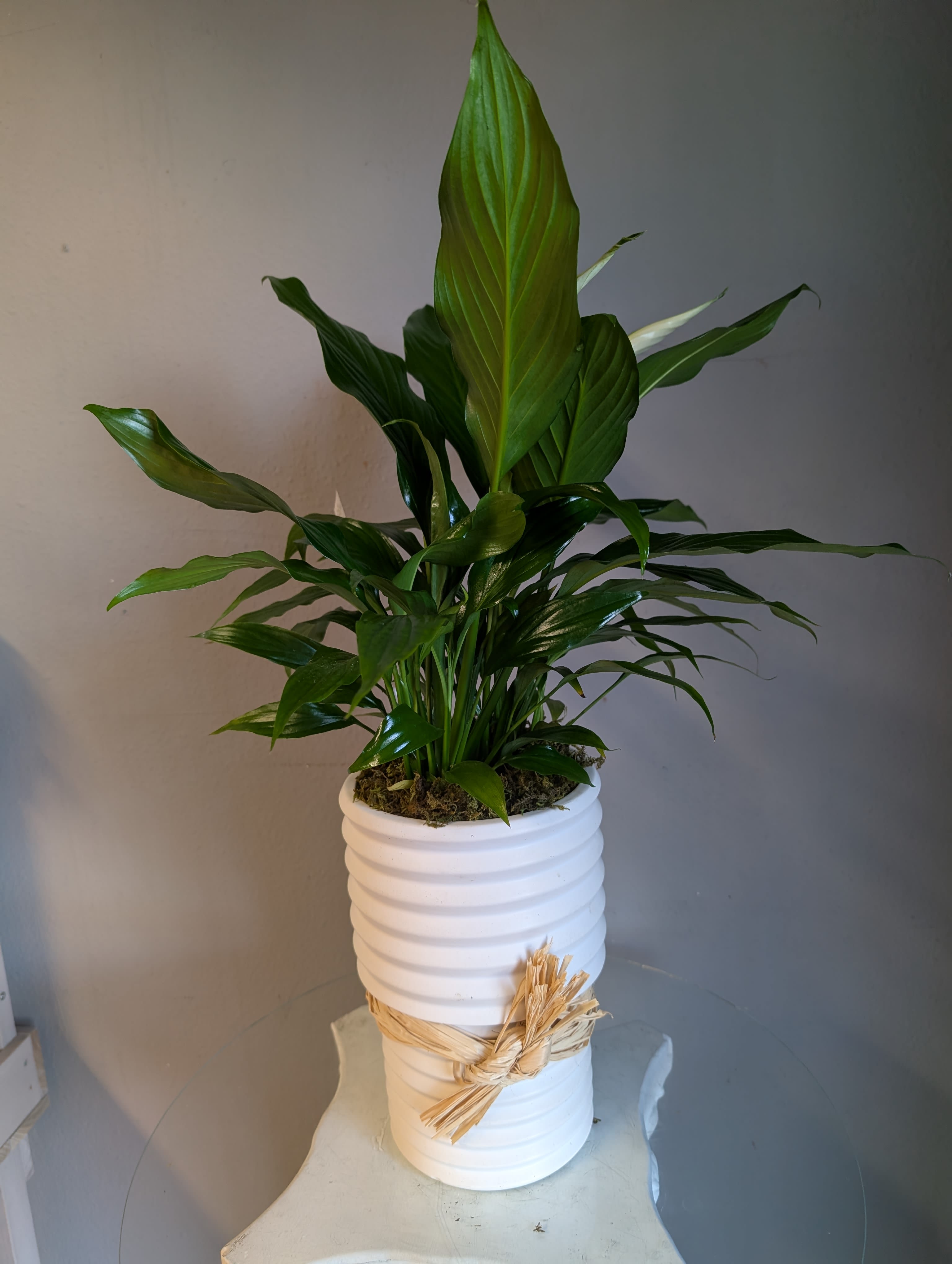 #41 Peace Lily (white ceramic container) - A beautiful (and decorative) peace lily potted in a white ceramic container. A wonderful way to bring freshness to any space.  pet friendly