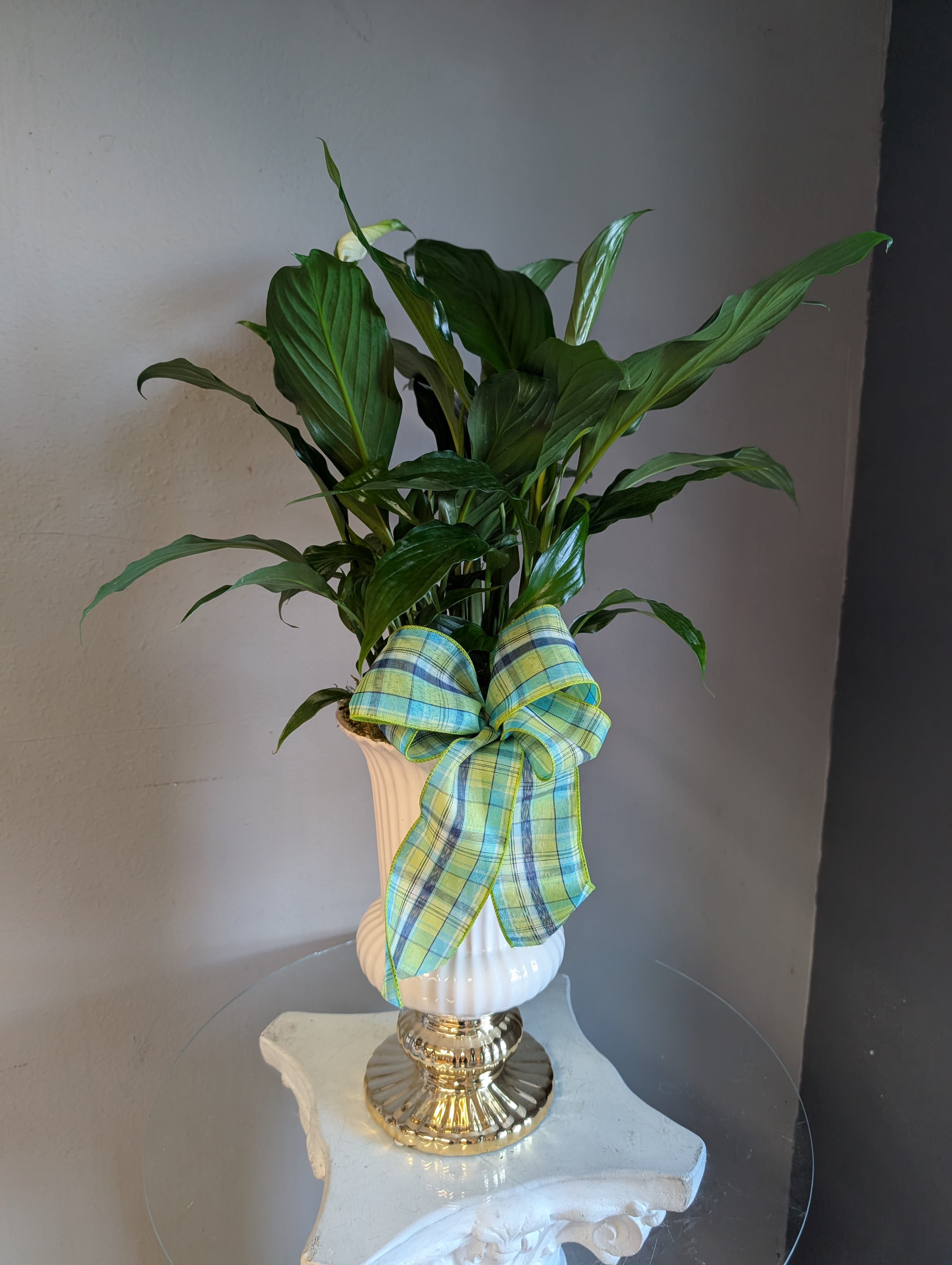 # 44 Peace Lily in white / gold ceramic  - A beautiful and easy to care for Spathiphyllum potted in a ceramic. No hole pot. 
