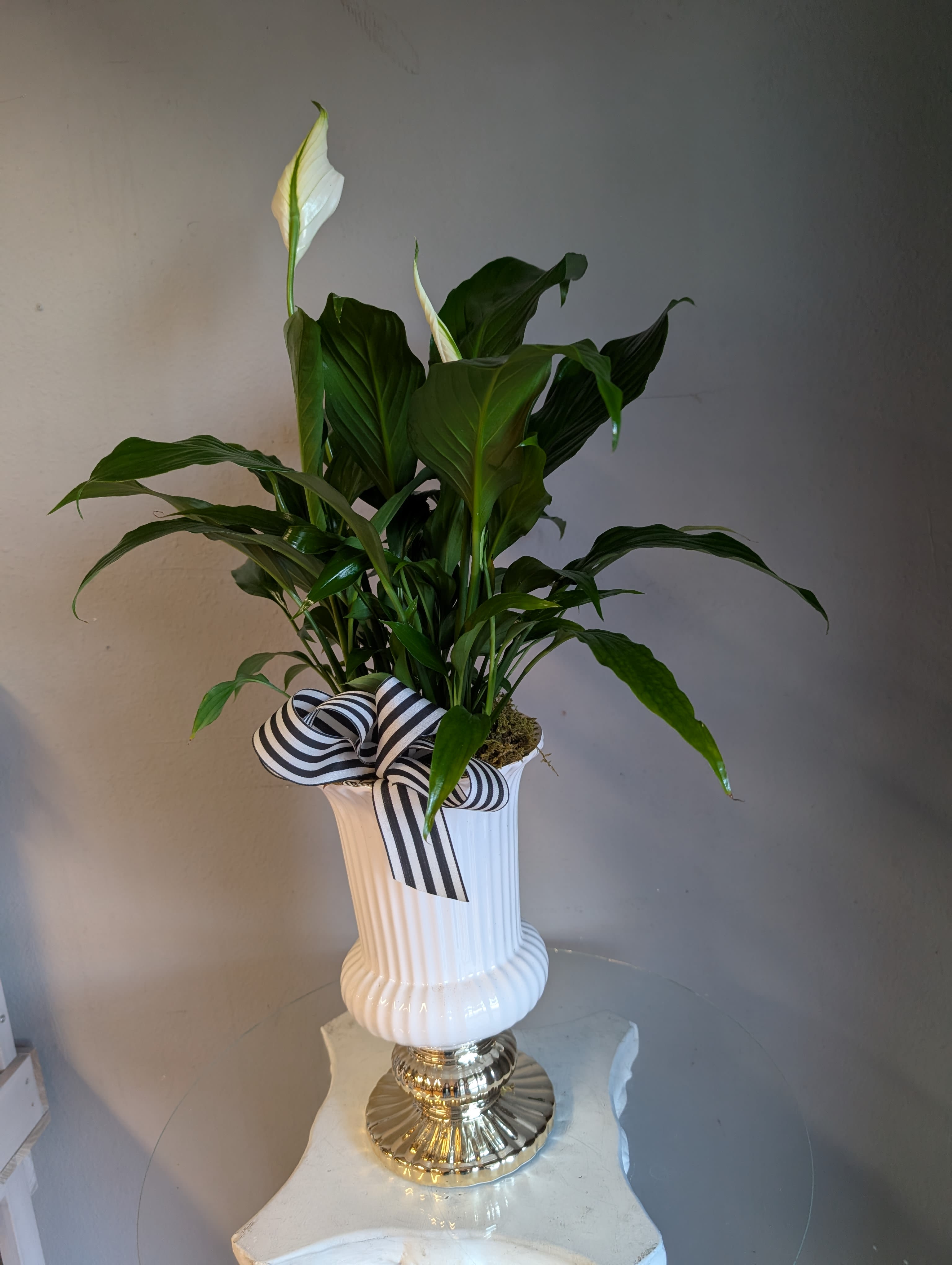 #43 Lovely Peace Lily - Beautiful peace lily houseplant perfect for every occasion! 