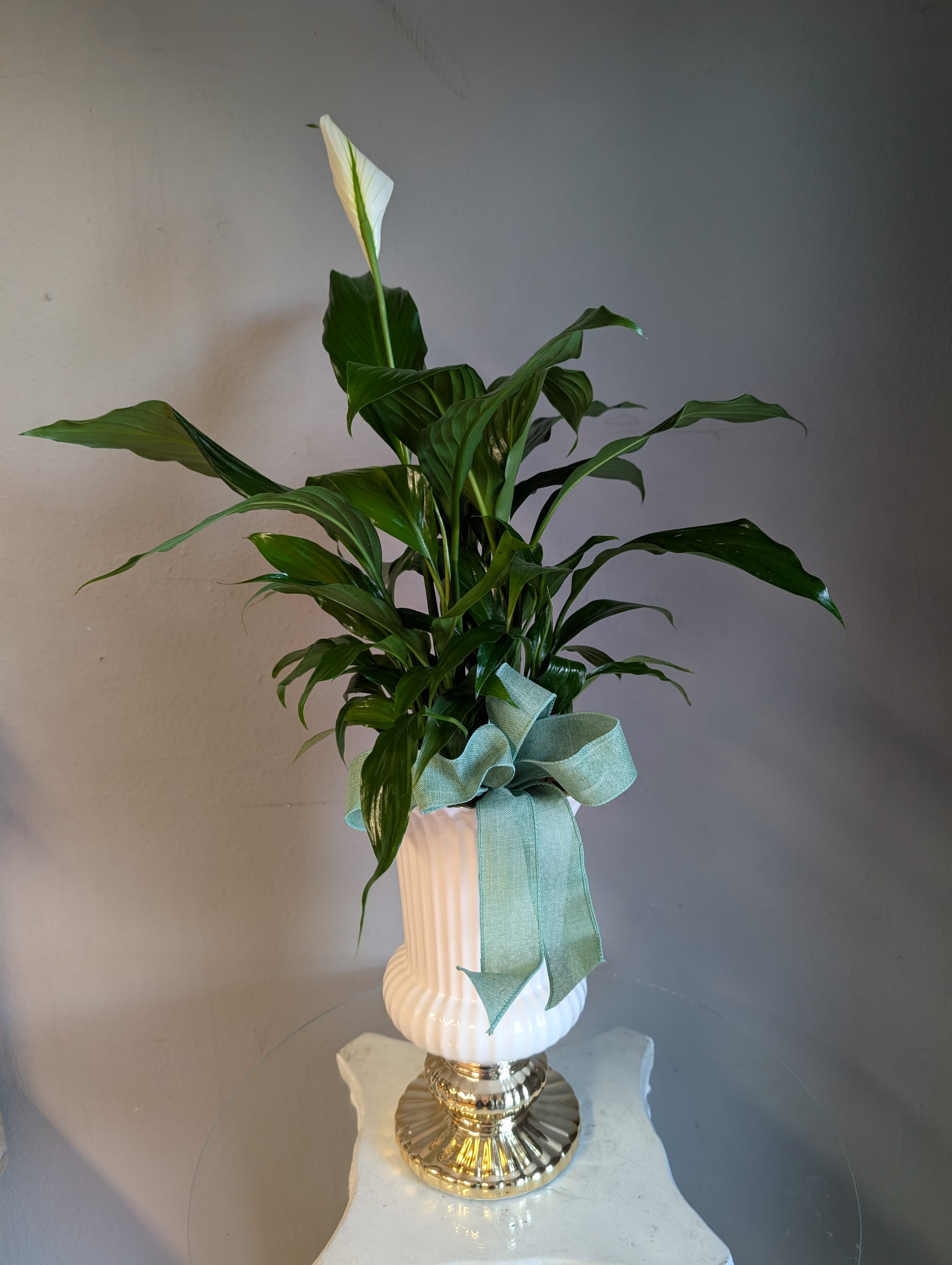 #42 Peace Lily (in white ceramic)  - A beautiful peace lily potted in a white ceramic with gold accents. Works great for any kind of occasion and easy to care for. Not pet friendly.