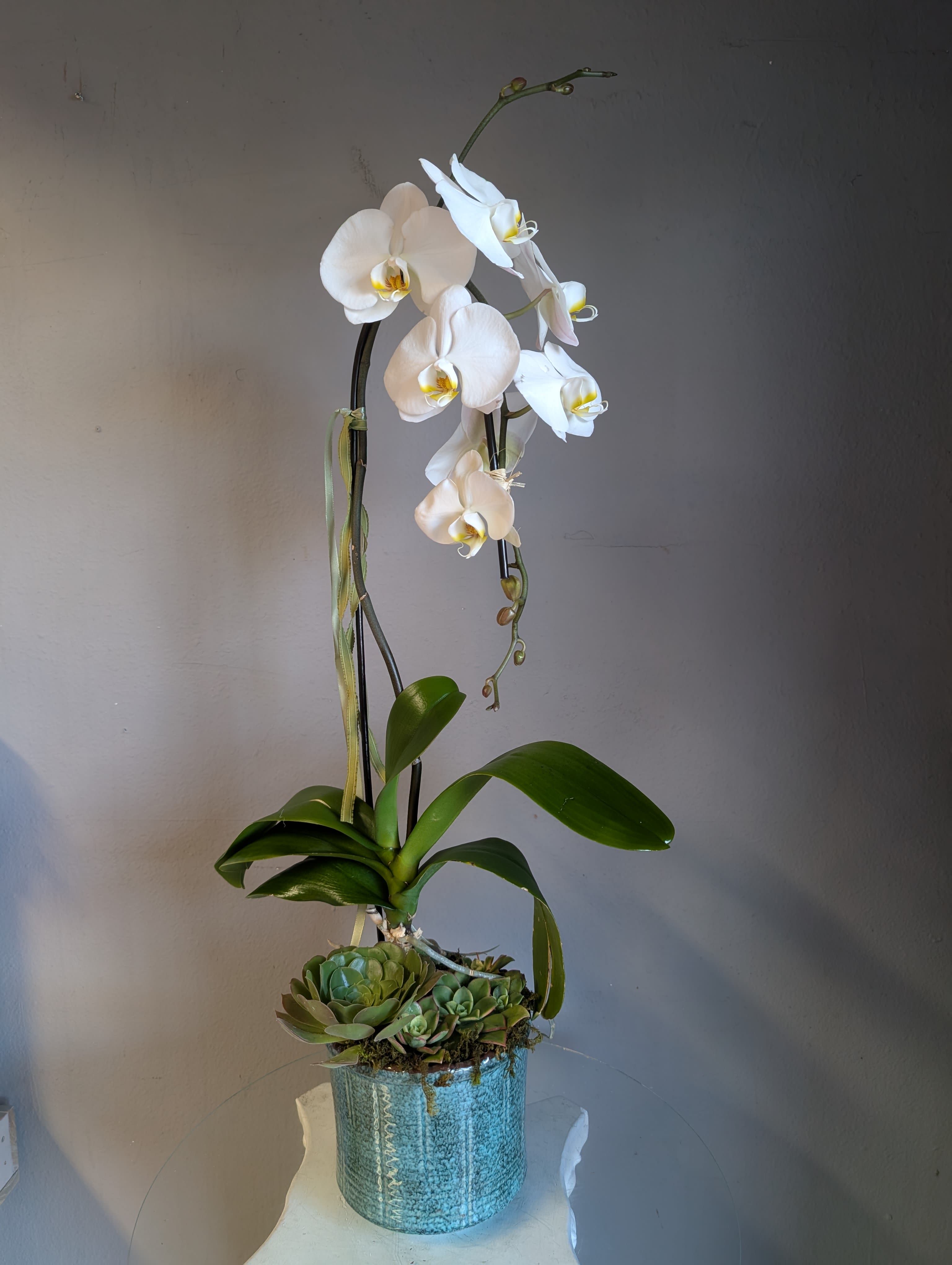 #37 Single Stem white Phalaenopsis Orchid with succulent  - This beautiful white orchid is a great option for any occasion. Potted in a blue ceramic container and accented with succulent 
