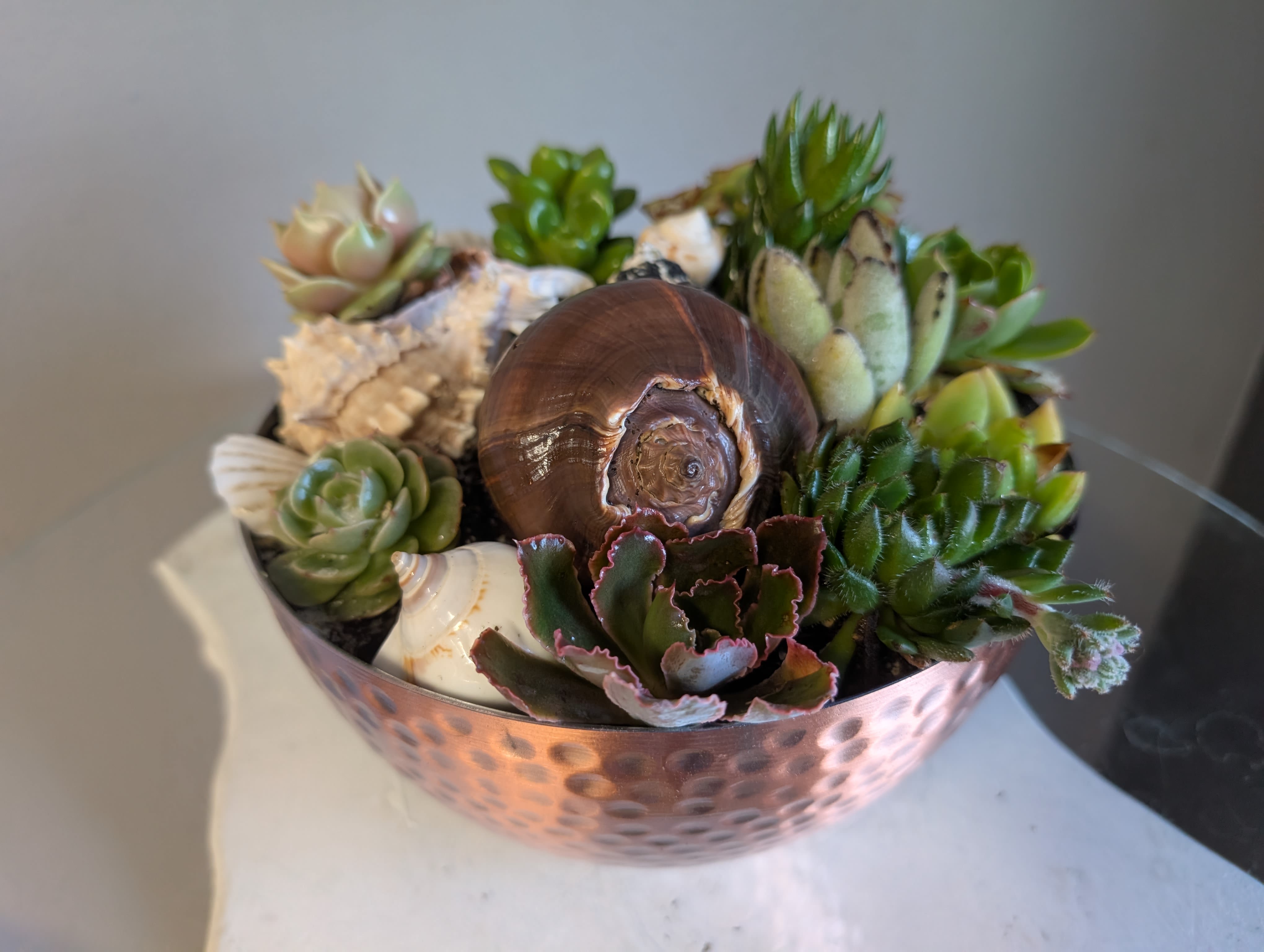 #47 Sea shore succulent  - Succulents in seashells, how can you go wrong! A lovely mix perfect for a table down at the beach house or in your house to bring the beach to you