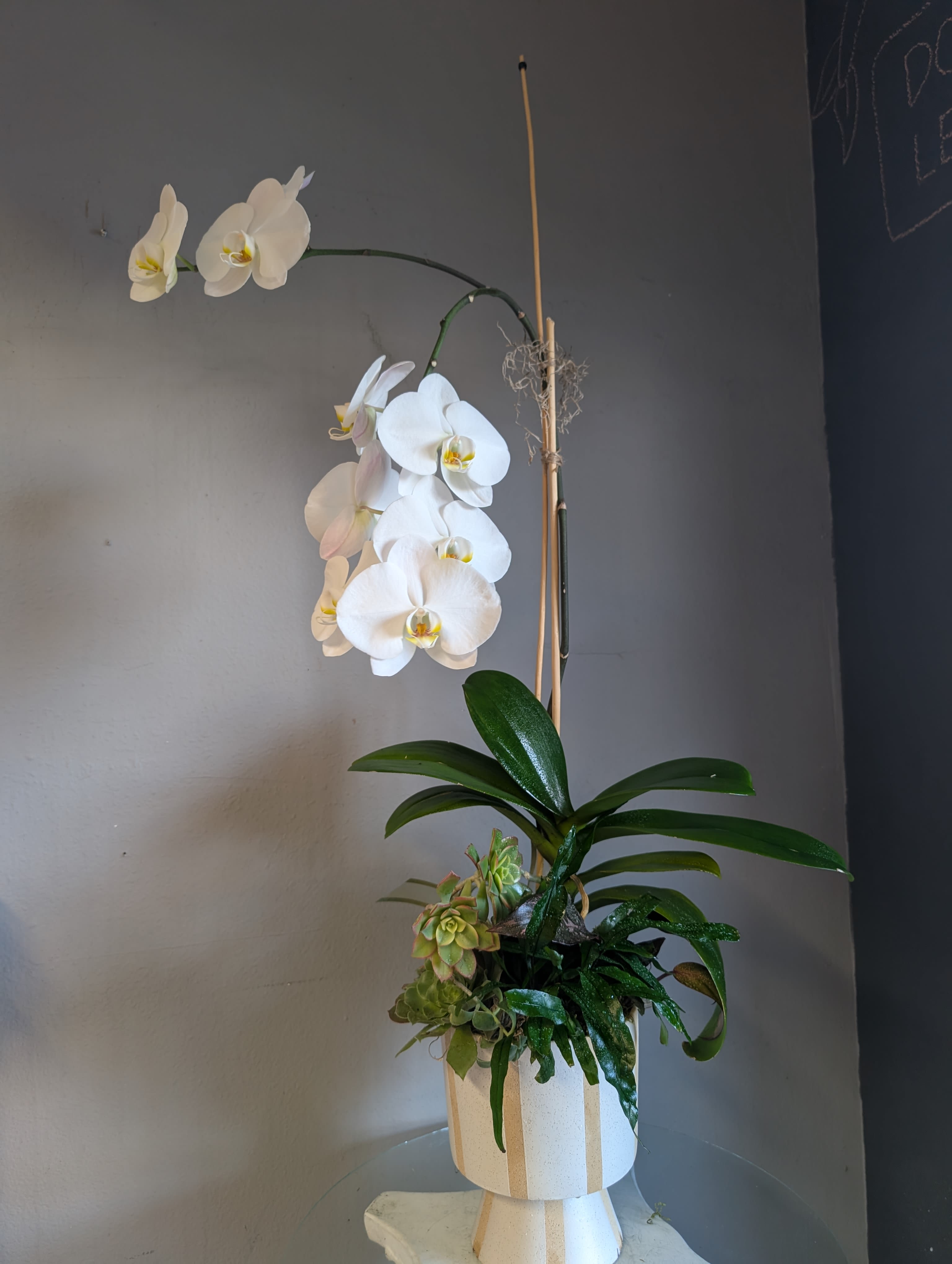 #45 Potter orchids and house plants - This beautiful home decor ceramic pot is dressed up with a double stem fusia orchid and a single stem white phalaenopsis orchid along with a beautiful Ficus and philodendron plant. 