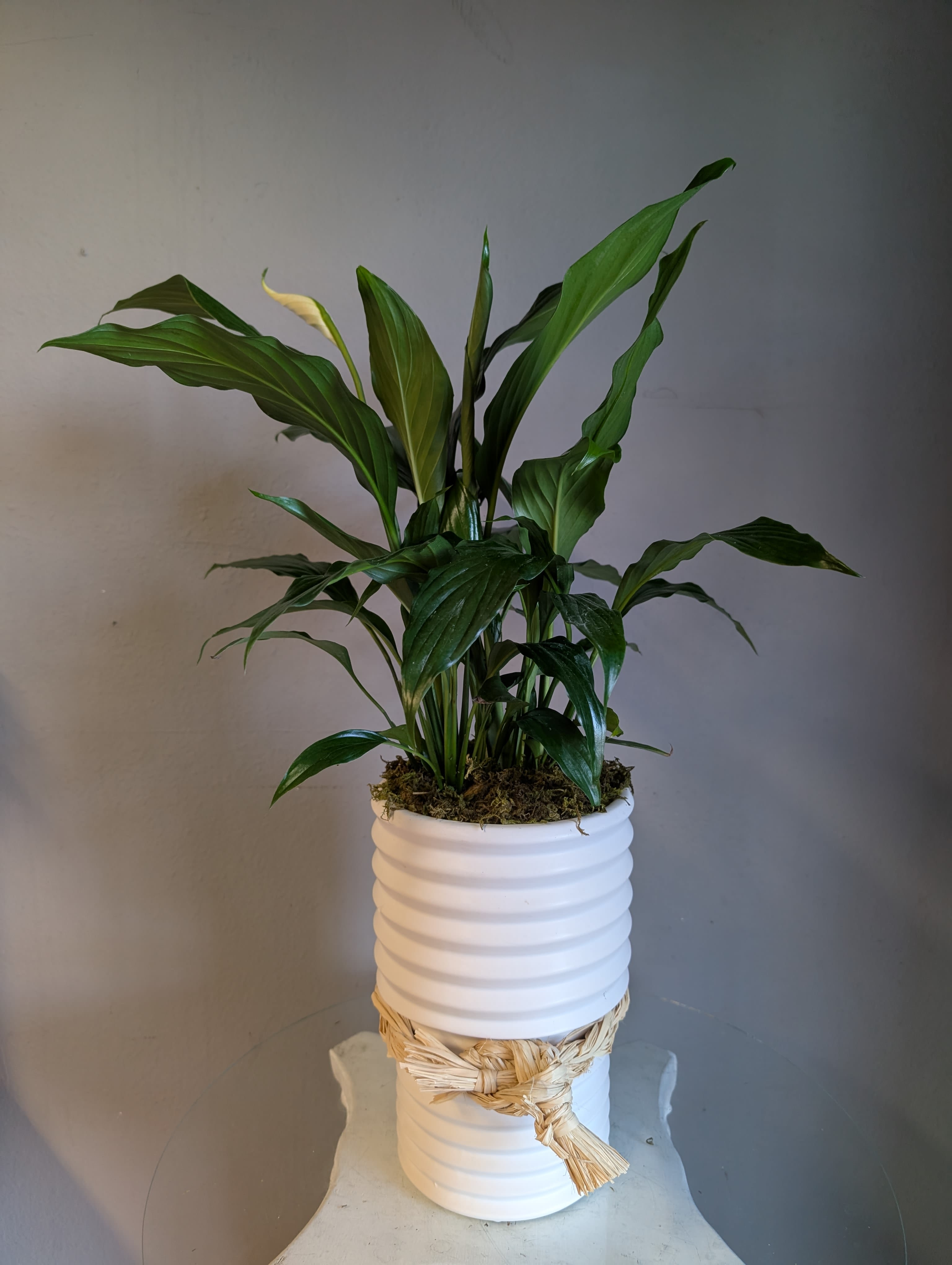 Peace Lilly #39  - A beautiful 6" potted peace lily plant in a white ceramic pot. 